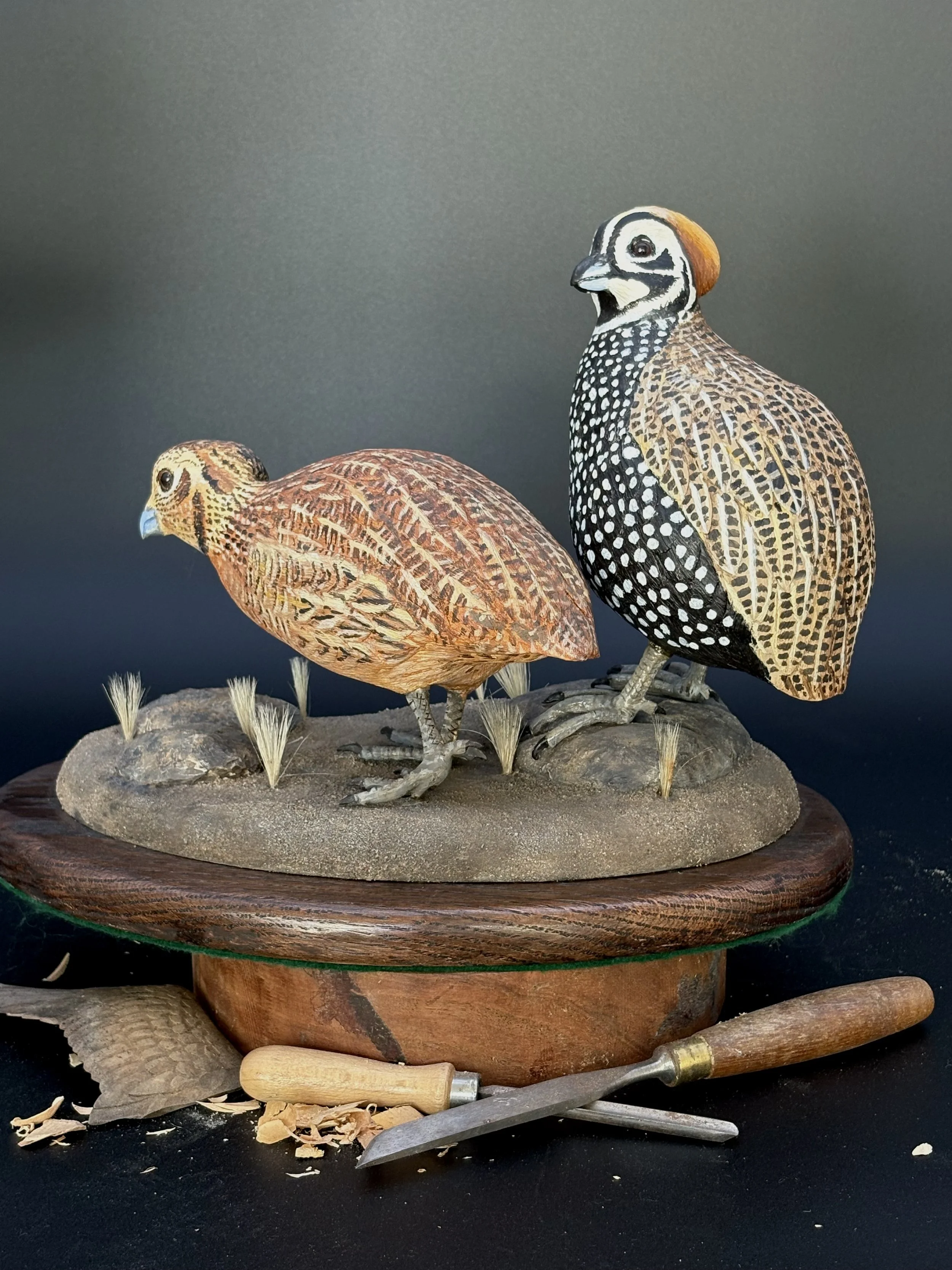 Don Hovie_Montezuma Quail Pair_023_5.jpeg