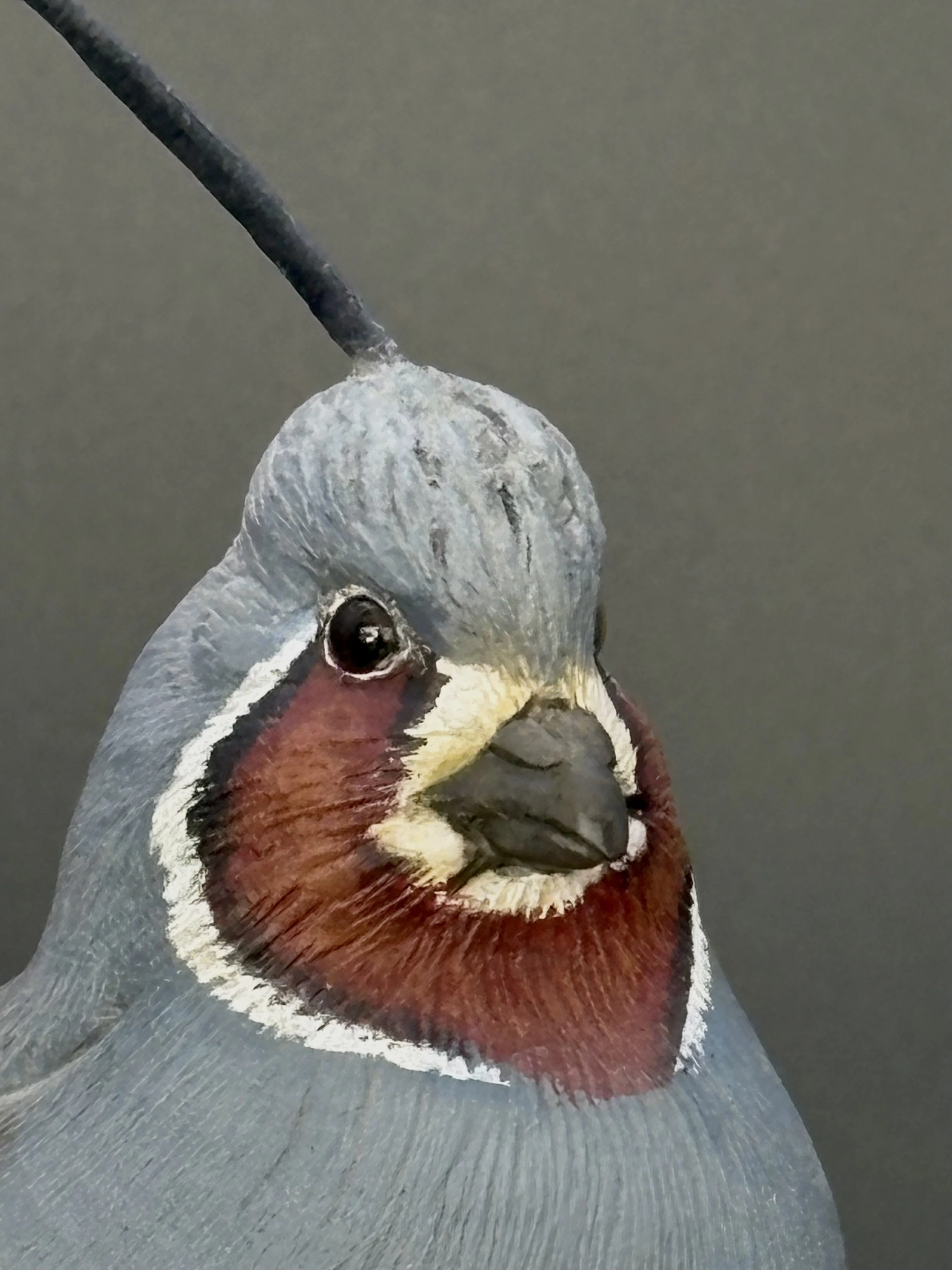 Don Hovie_MountainQuail_021_8.jpeg