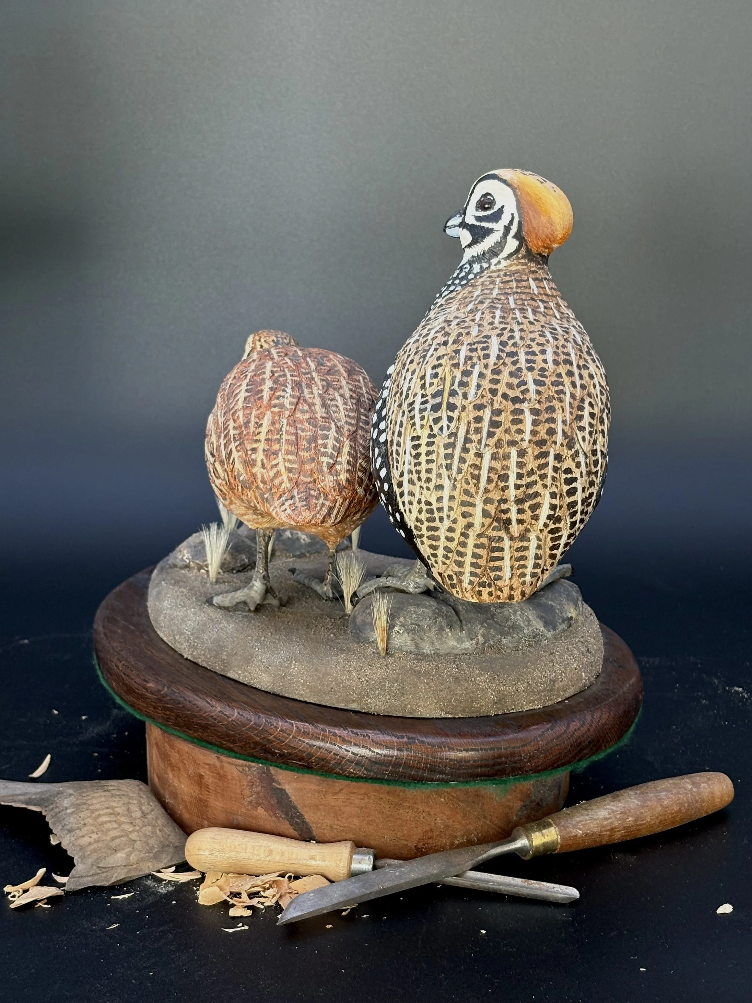 Don Hovie_Montezuma Quail Pair_023_4.jpeg