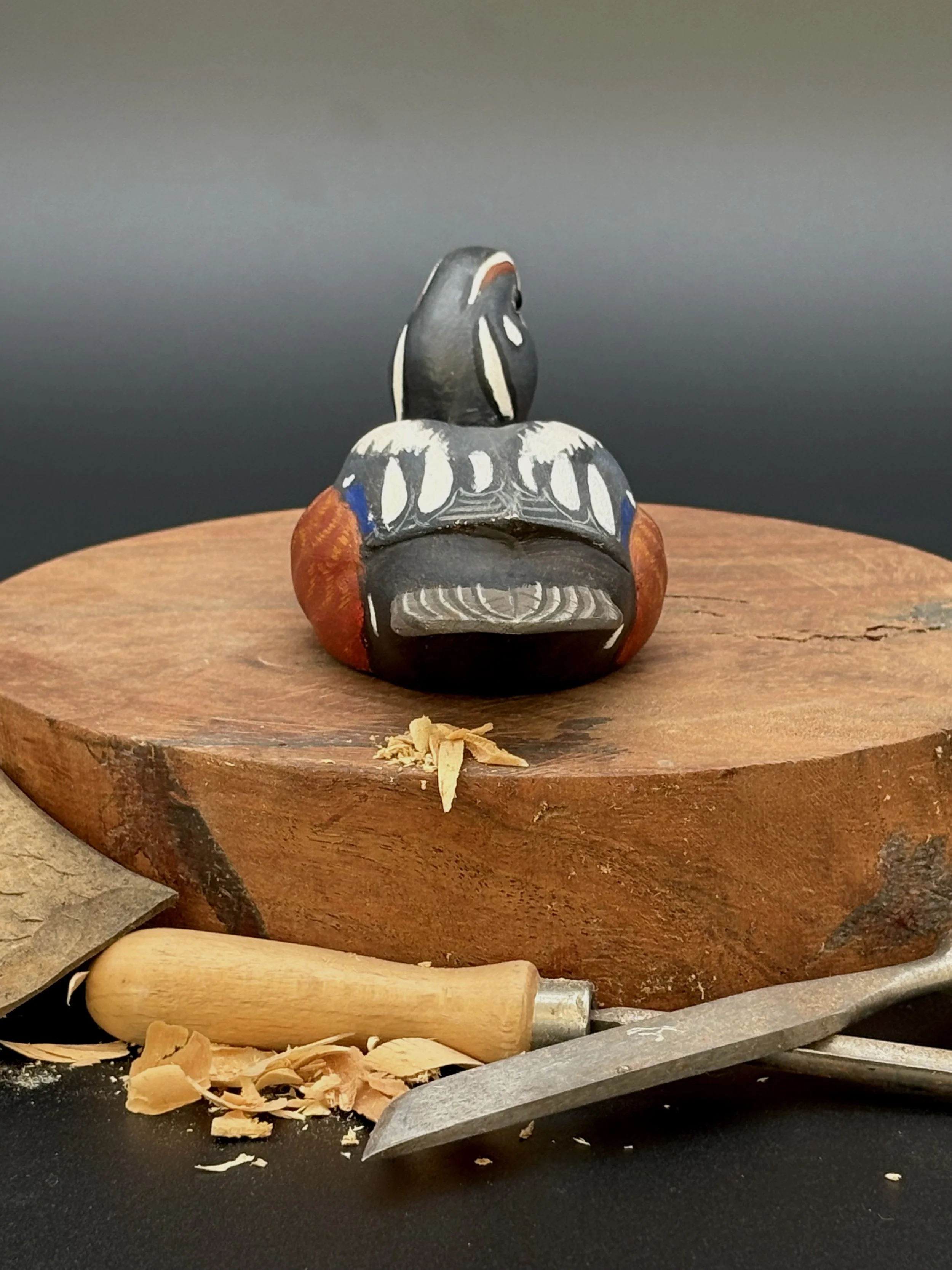 Don Hovie_Harlequin Duck_008_3.jpeg