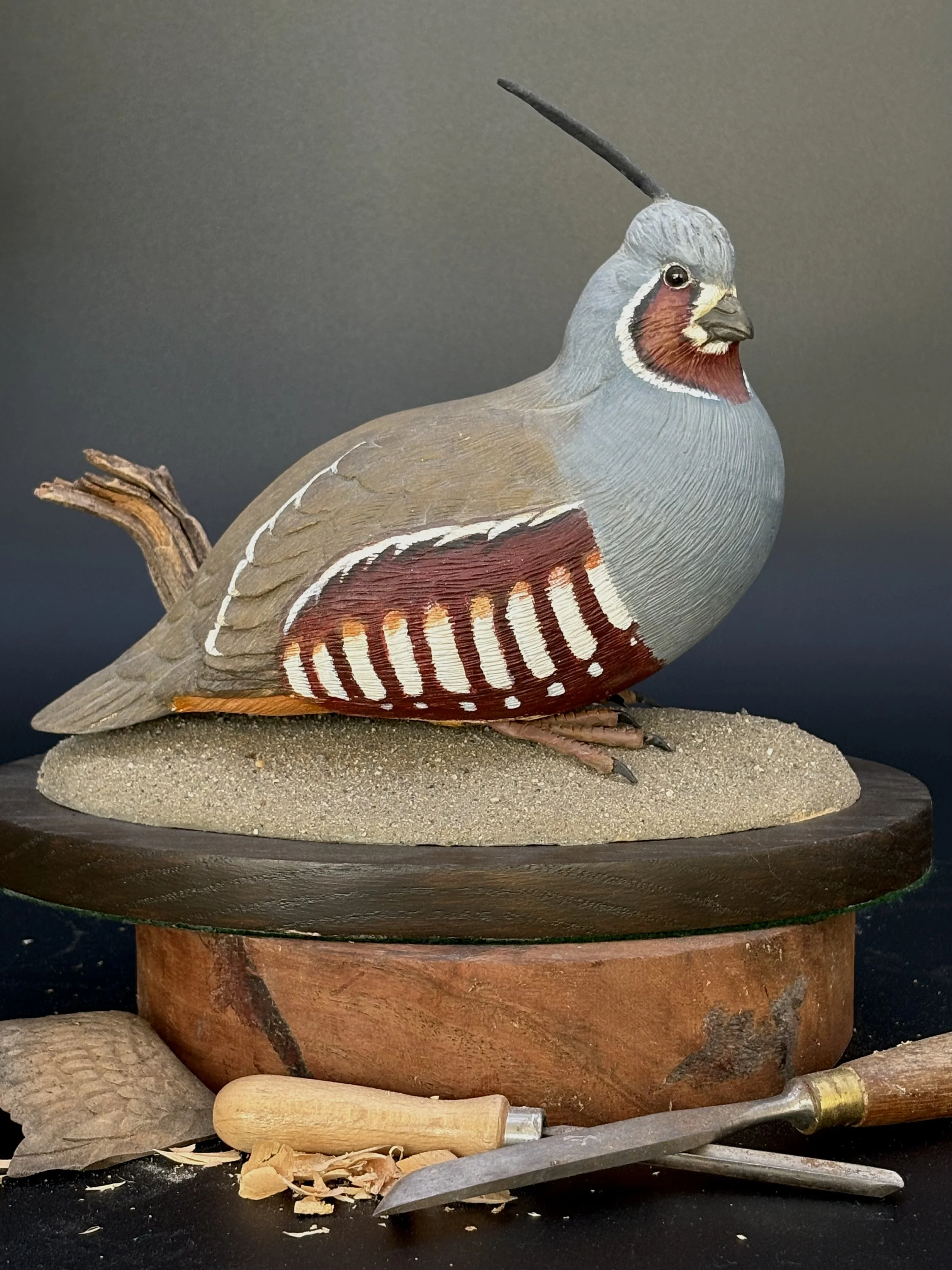 Don Hovie_MountainQuail_021_2.jpeg