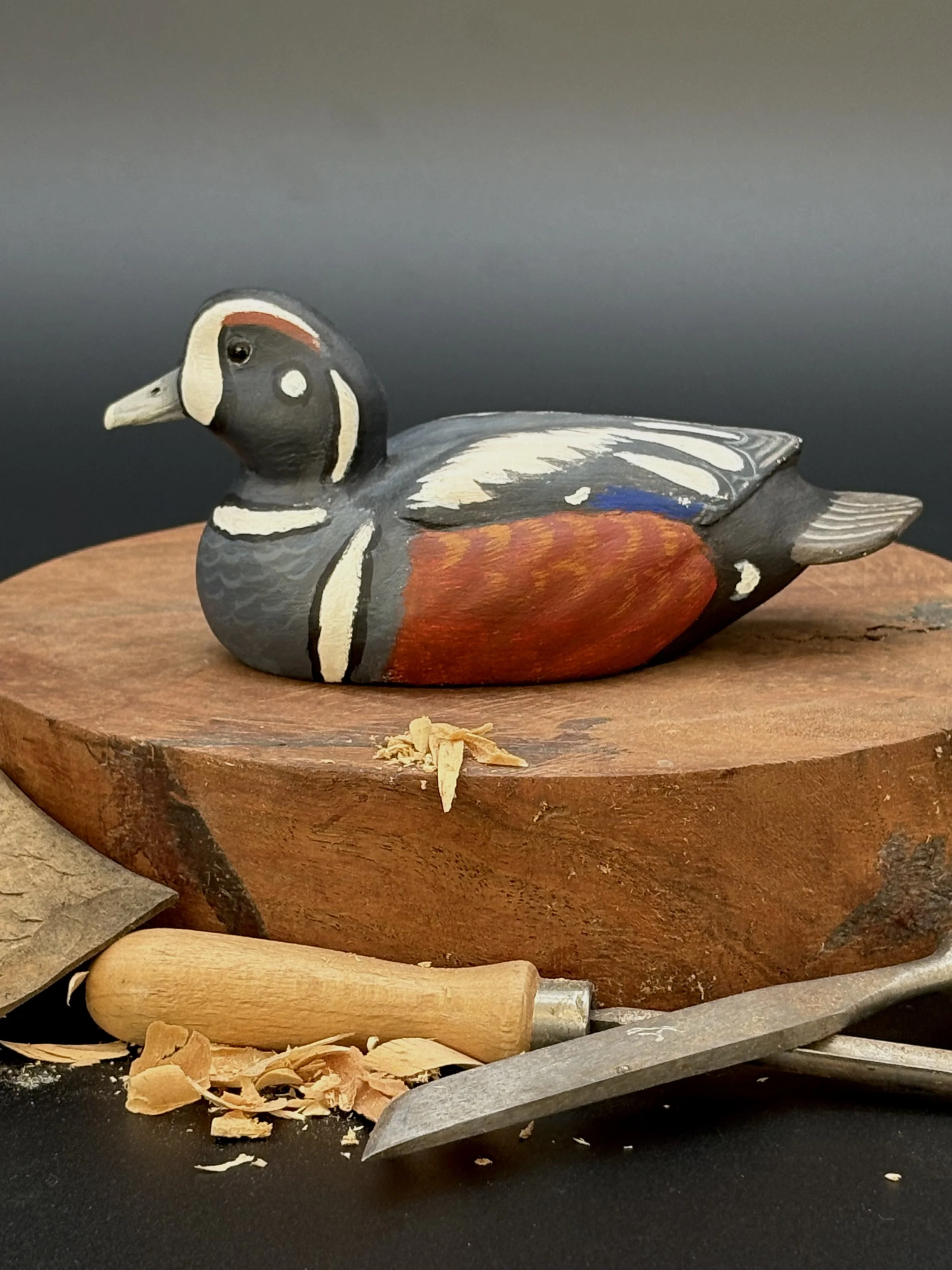 Don Hovie_Harlequin Duck_008_2.jpeg