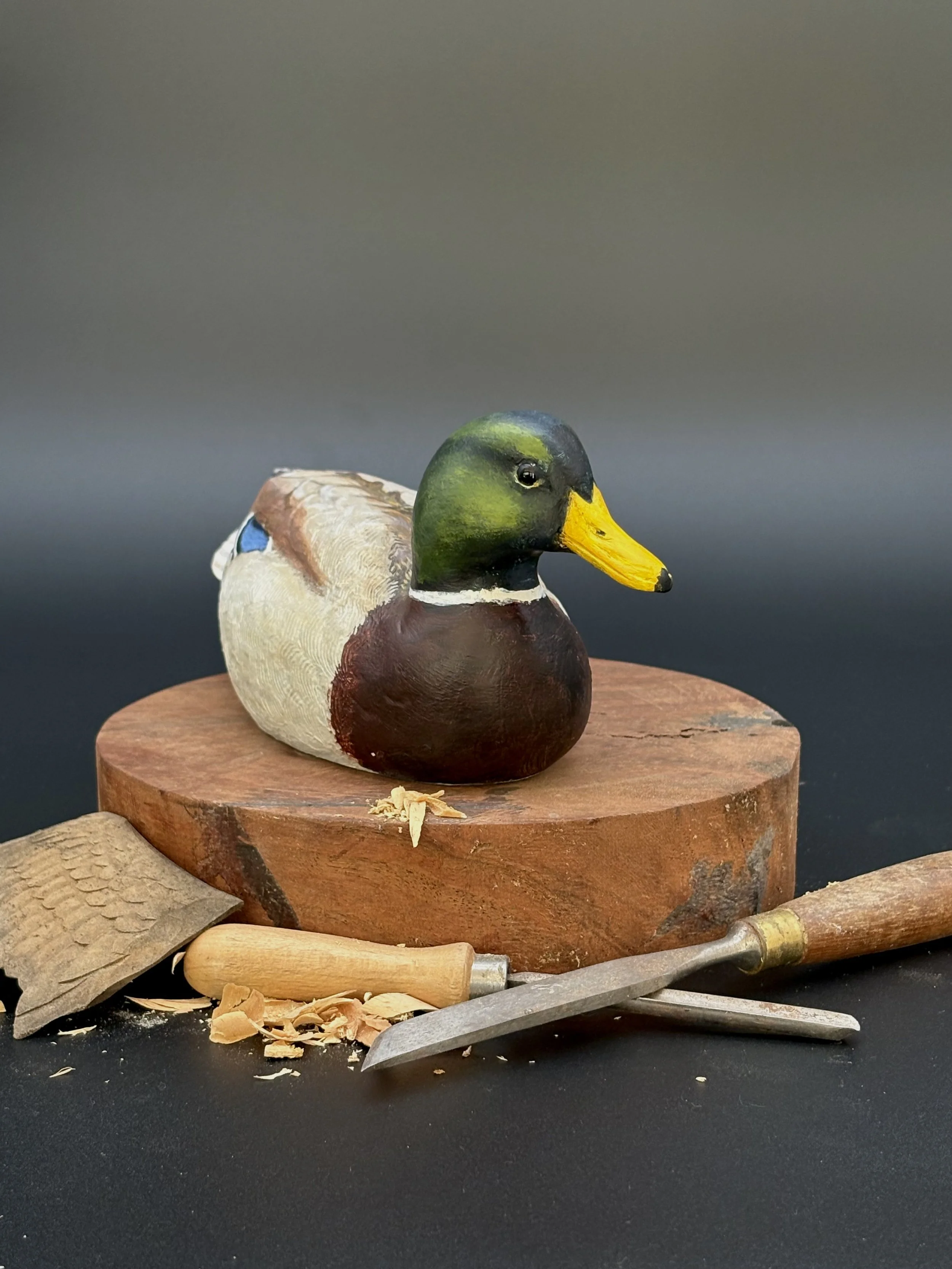 Mallard_012_2.jpeg