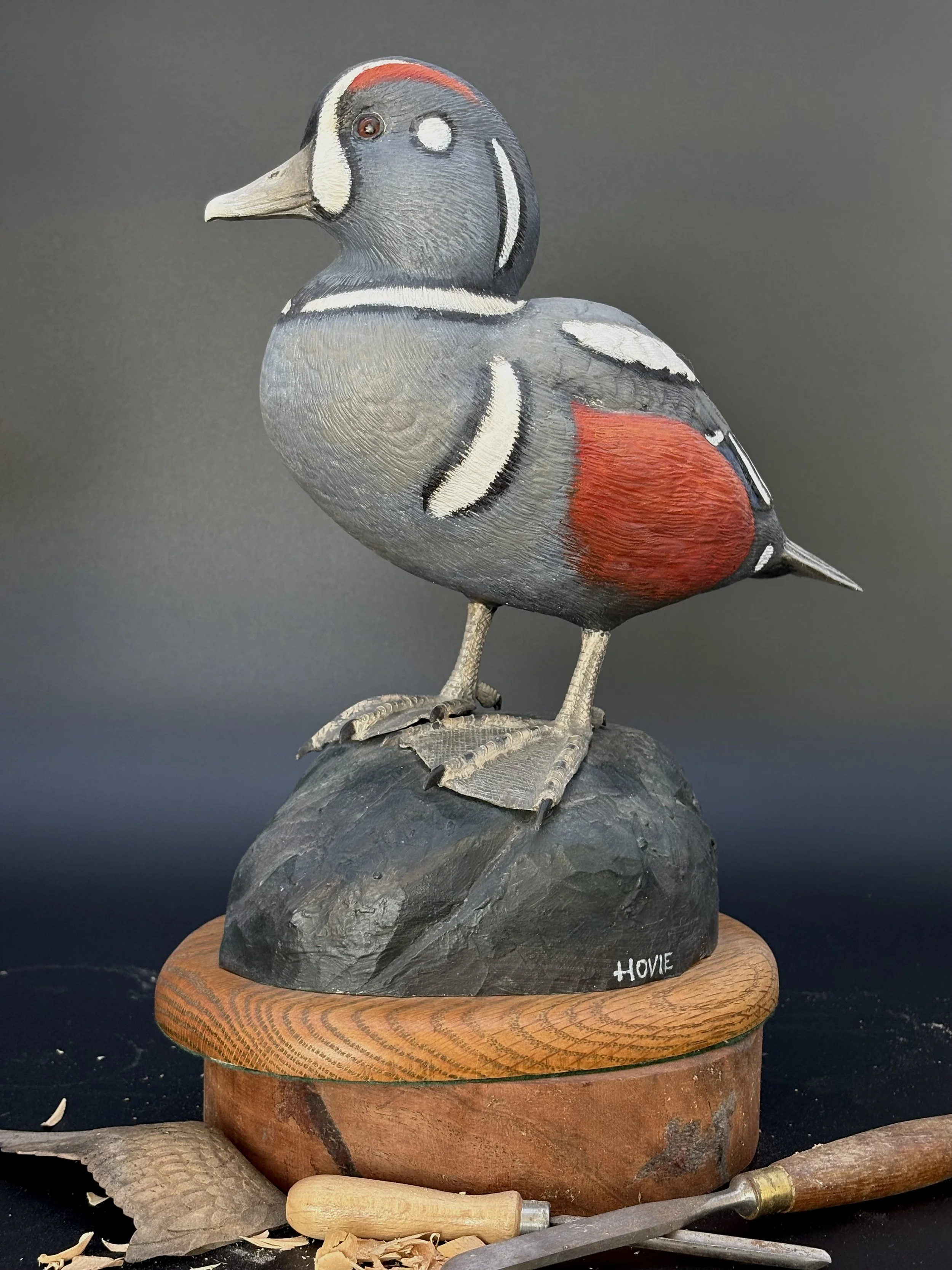 Don Hovie_Harlequin Duck_020_4.jpeg