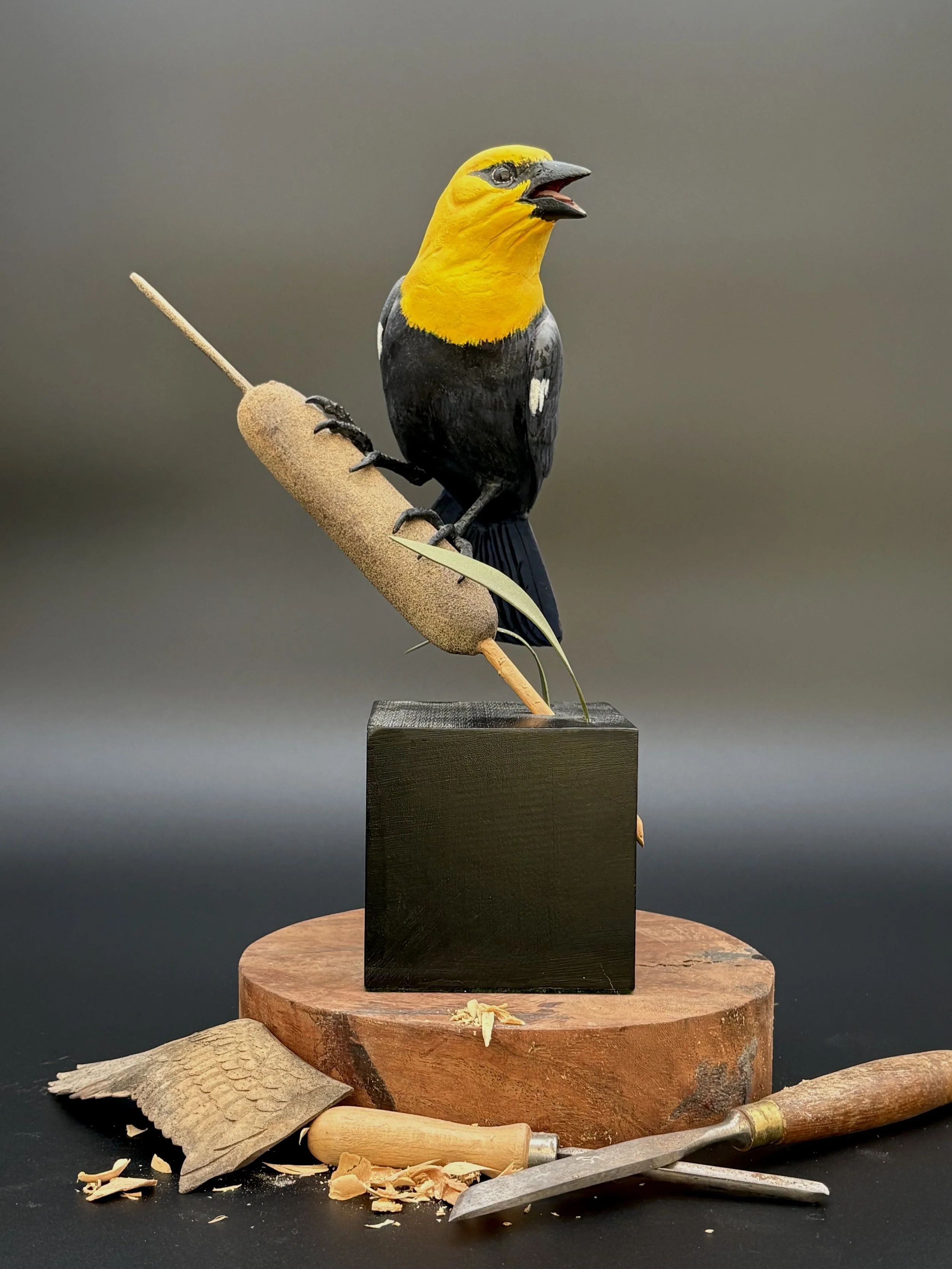 Don Hovie_Yellow-HeadedBlackbird_015_7.jpeg