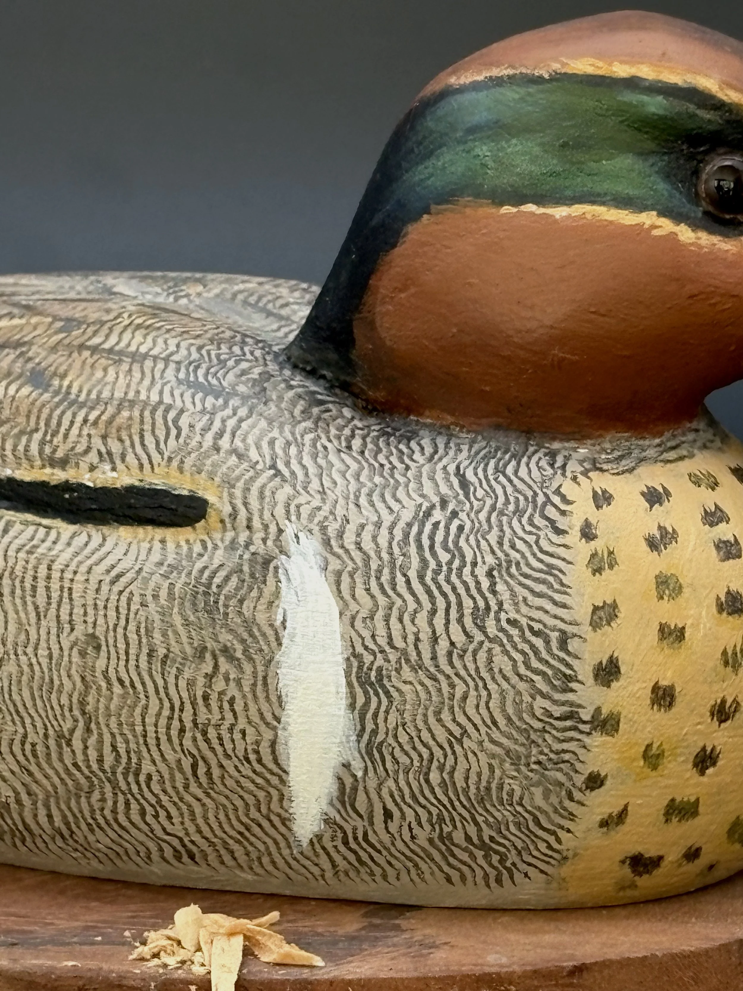 Don Hovie_GreenWingedTeal_007_7.jpeg