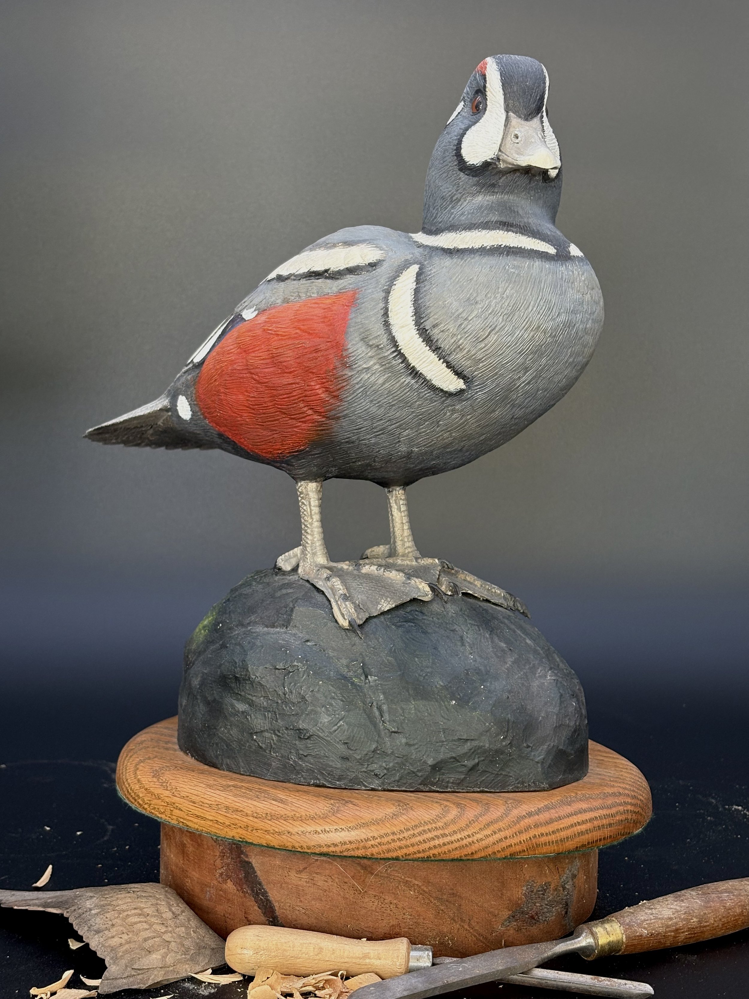 Don Hovie_Harlequin Duck_020_1.jpeg