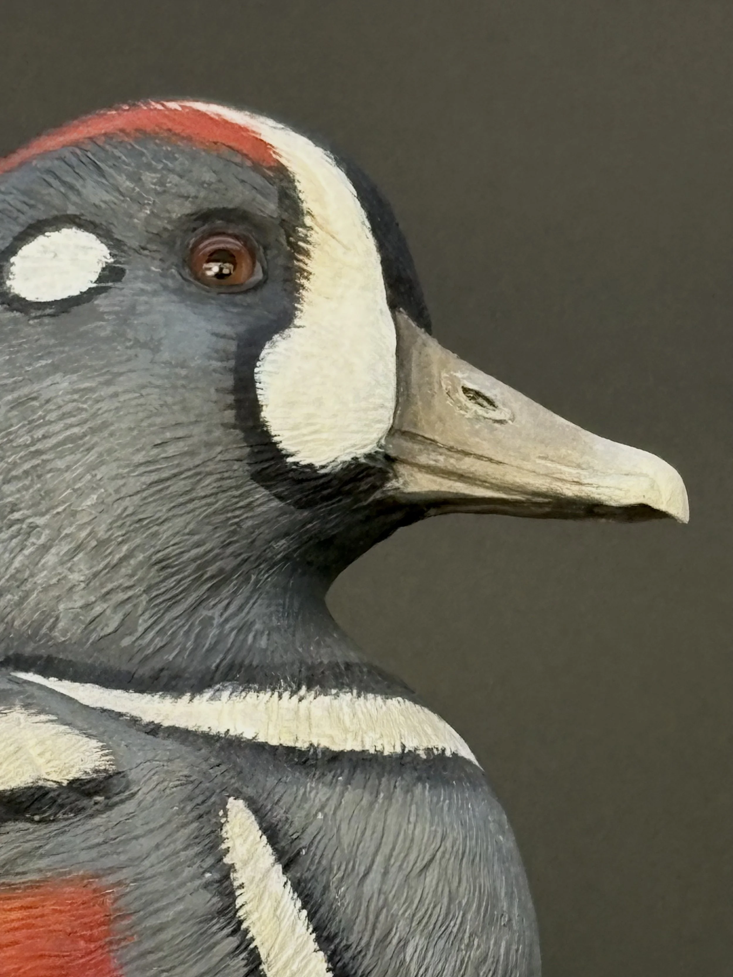 Don Hovie_Harlequin Duck_020_9.jpeg