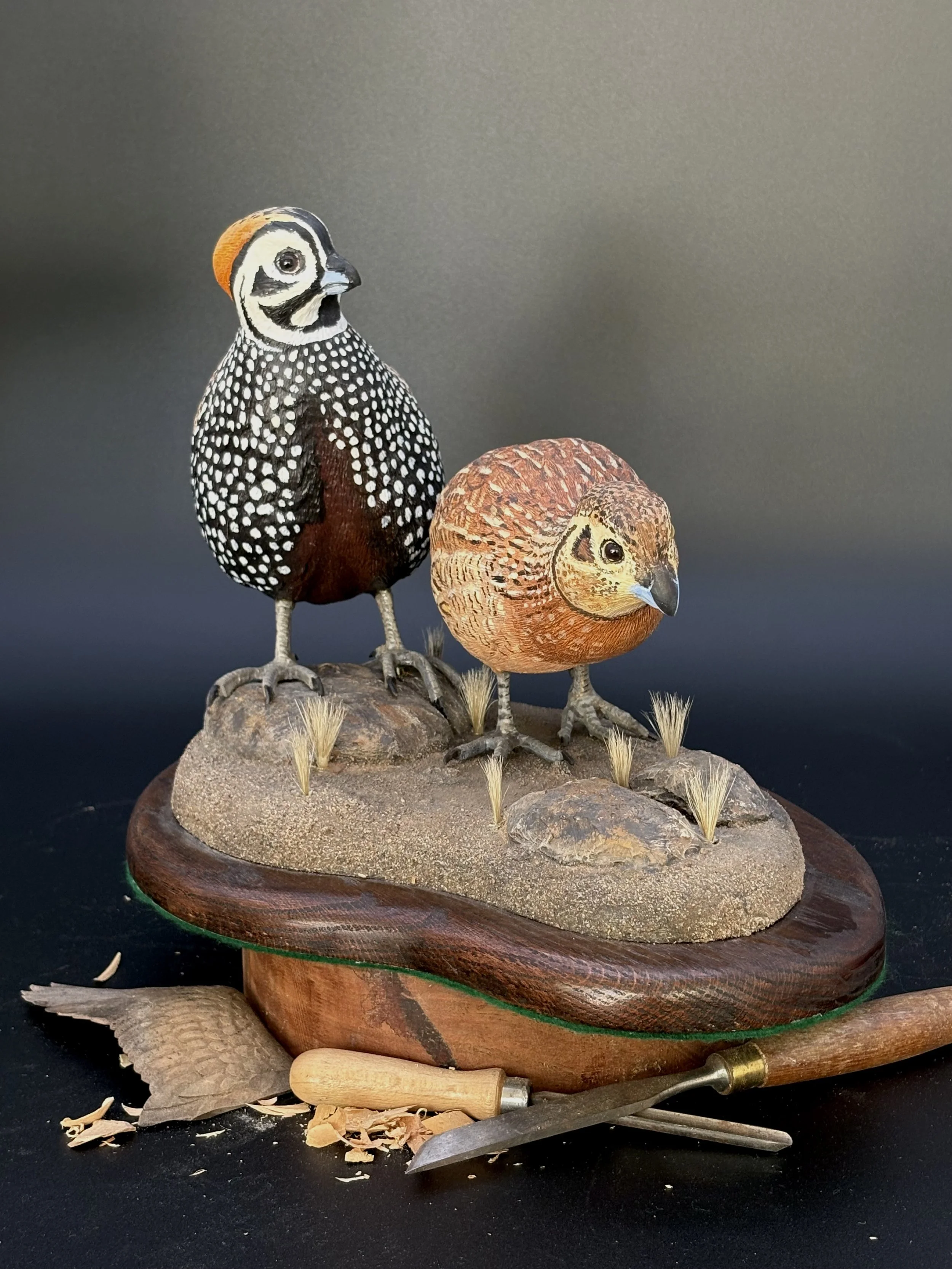 Don Hovie_Montezuma Quail Pair_023_1.jpeg