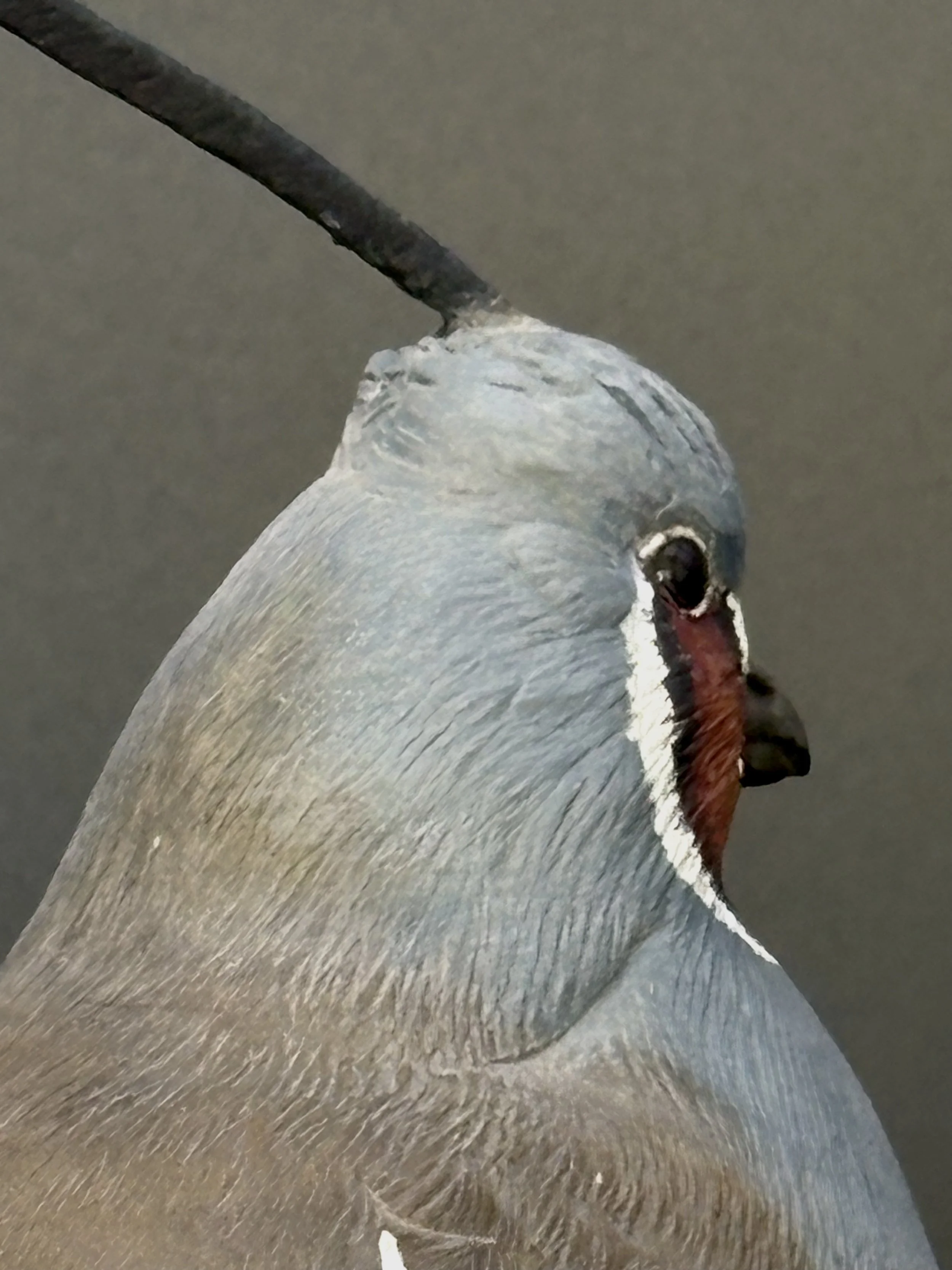 Don Hovie_MountainQuail_021_10.jpeg