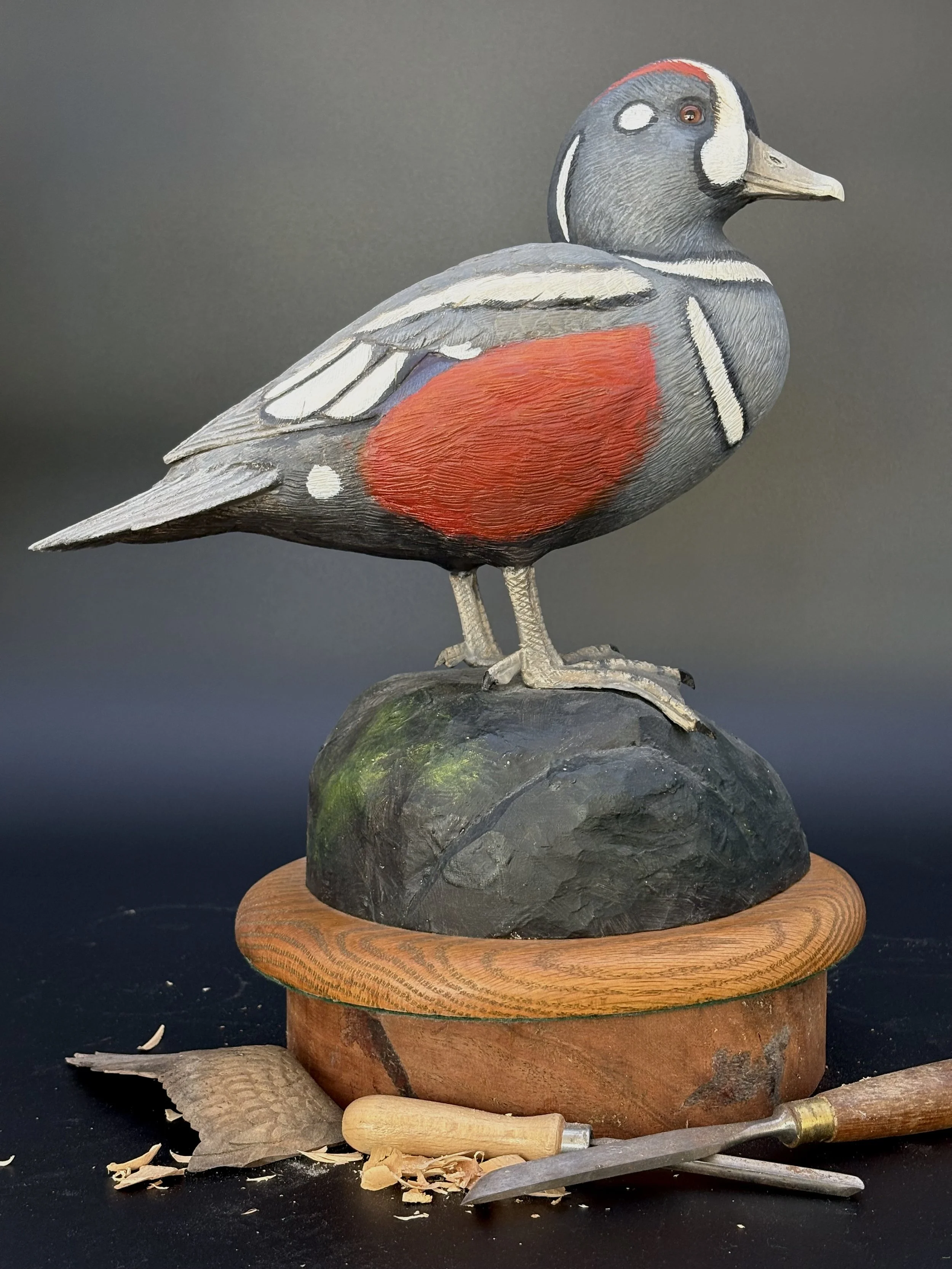 Don Hovie_Harlequin Duck_020_7.jpeg