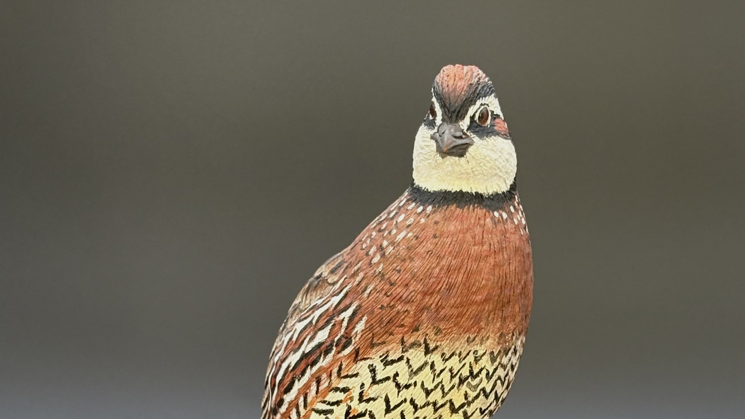 Don Hovie_Bobwhite Quail_017_horizontal.jpeg