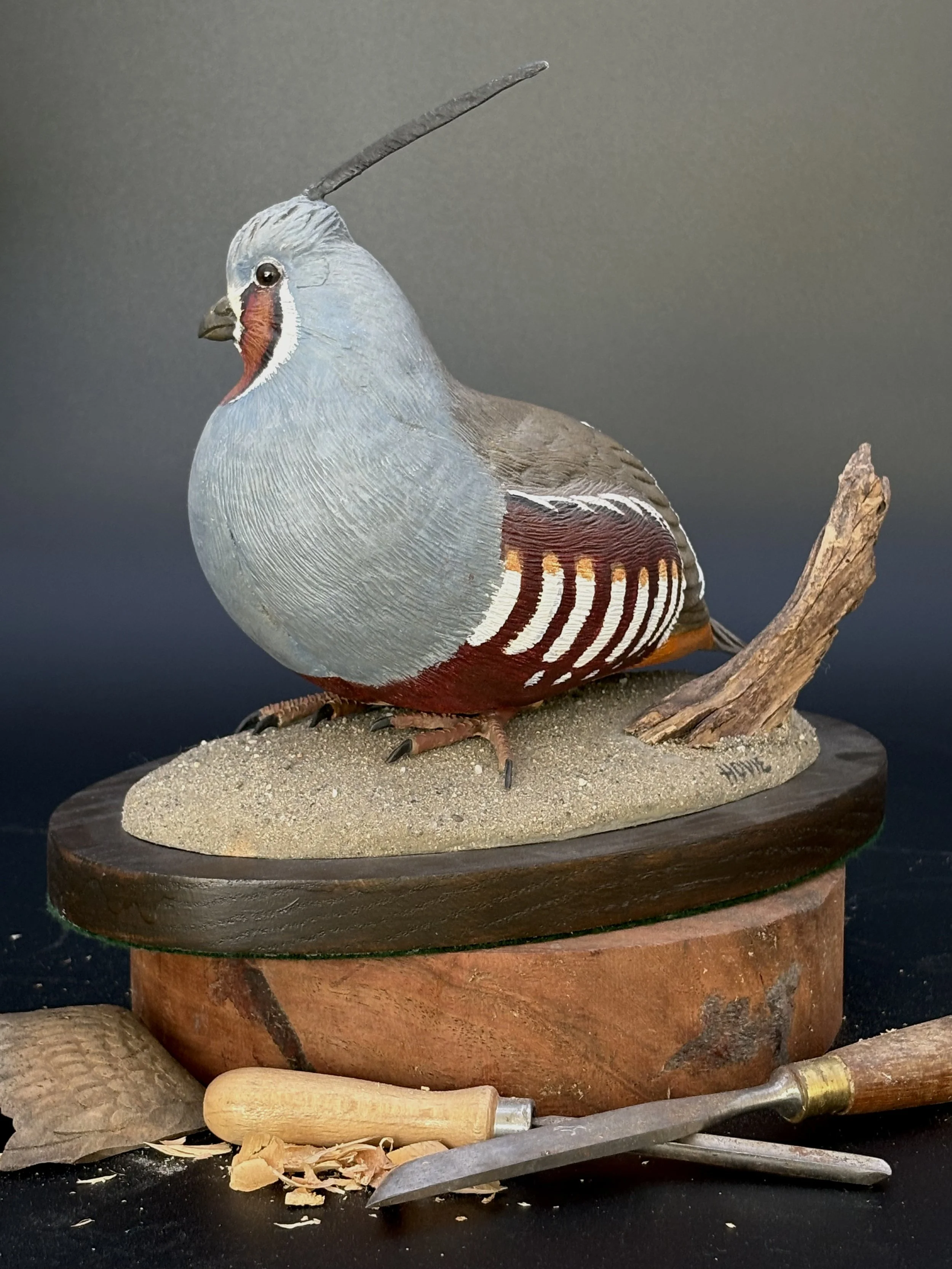 Don Hovie_MountainQuail_021_5.jpeg