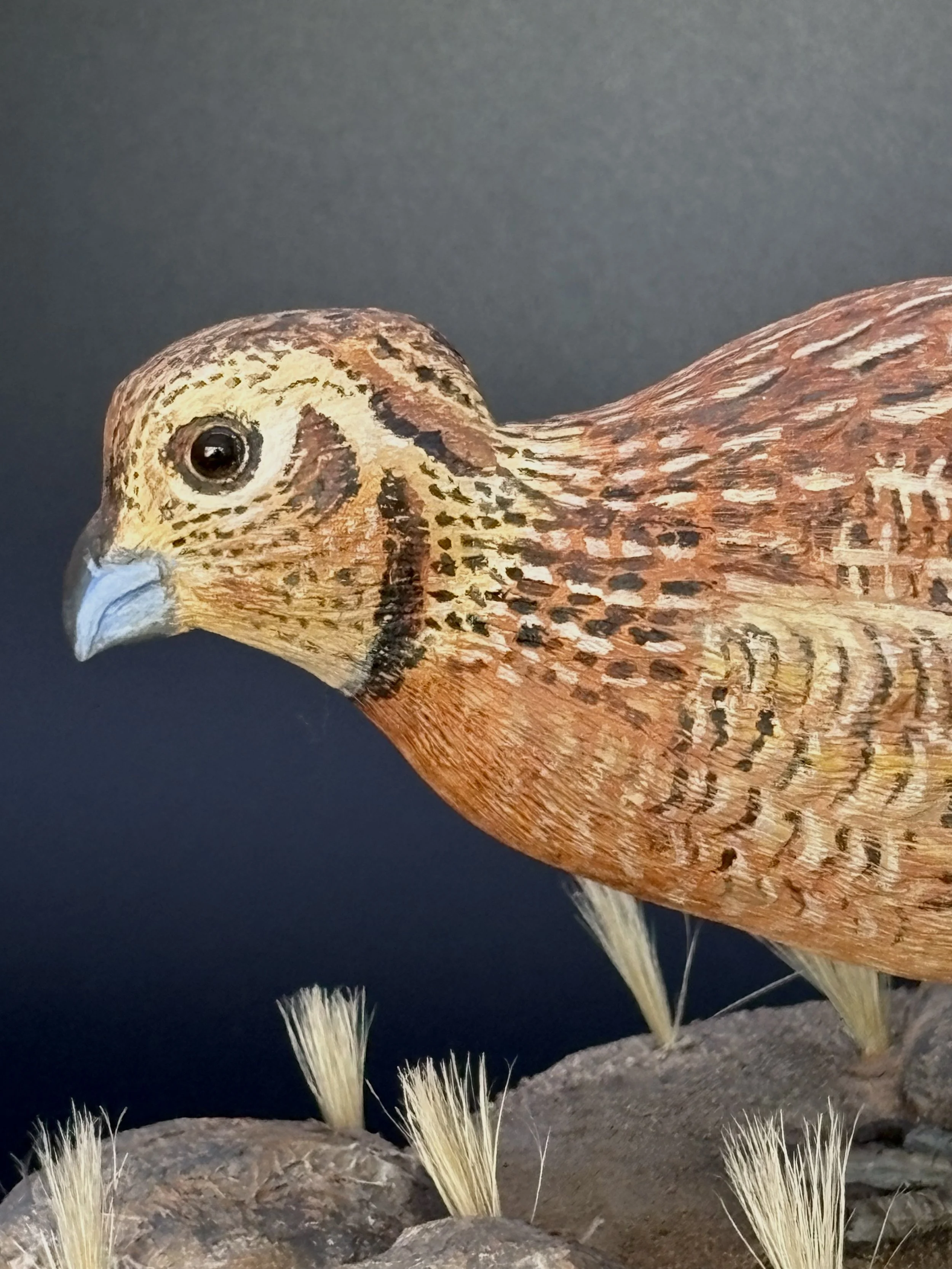 Don Hovie_Montezuma Quail Pair_023_8.jpeg