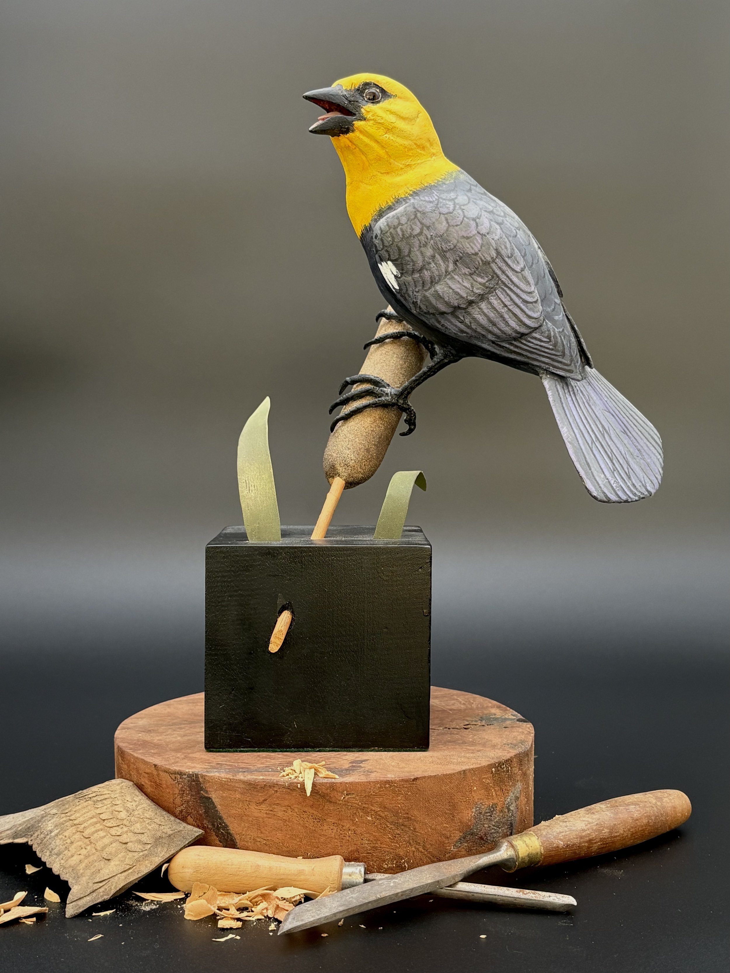 Don Hovie_Yellow-HeadedBlackbird_015_2.jpeg