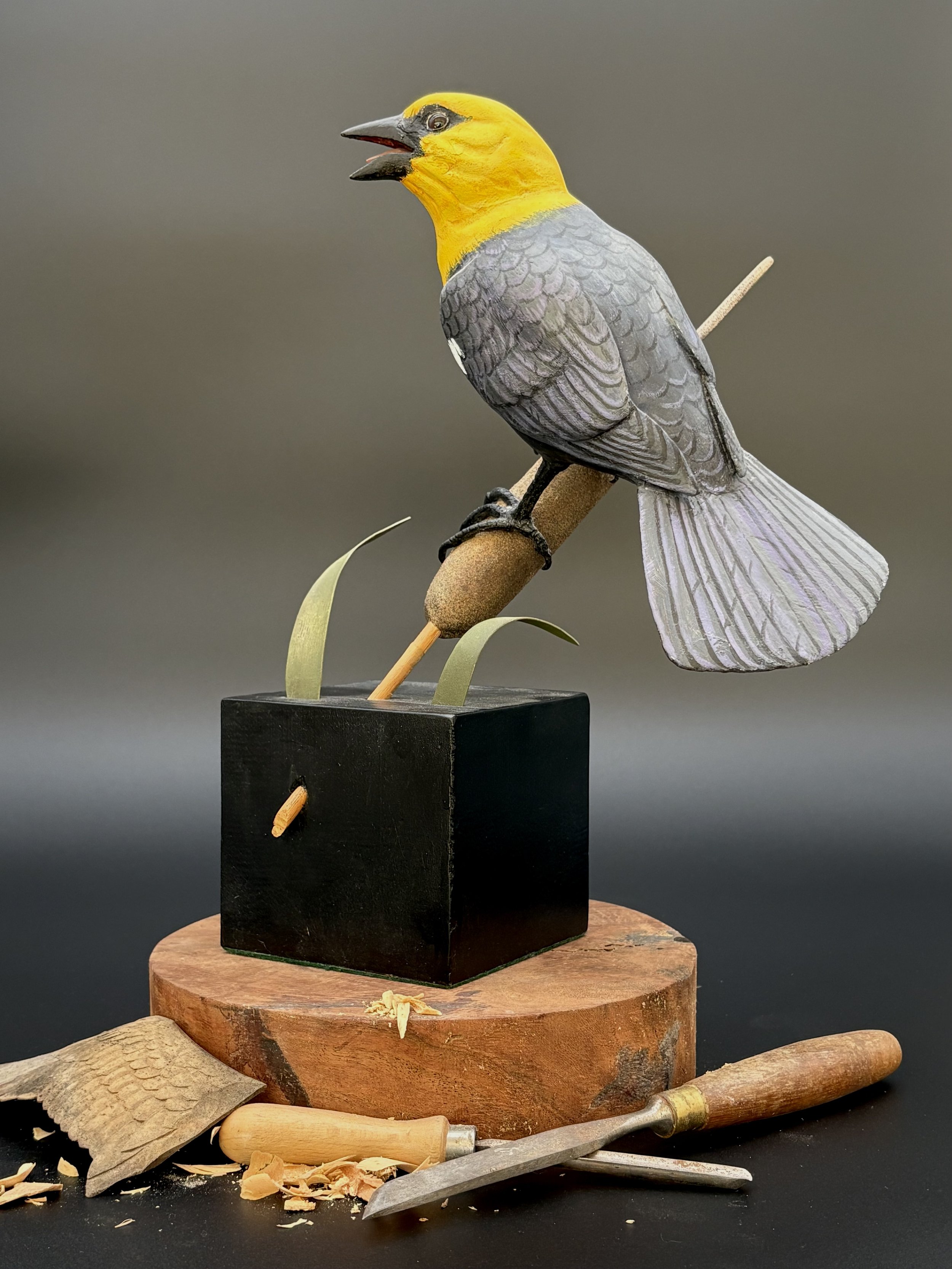 Don Hovie_Yellow-HeadedBlackbird_015_3.jpeg