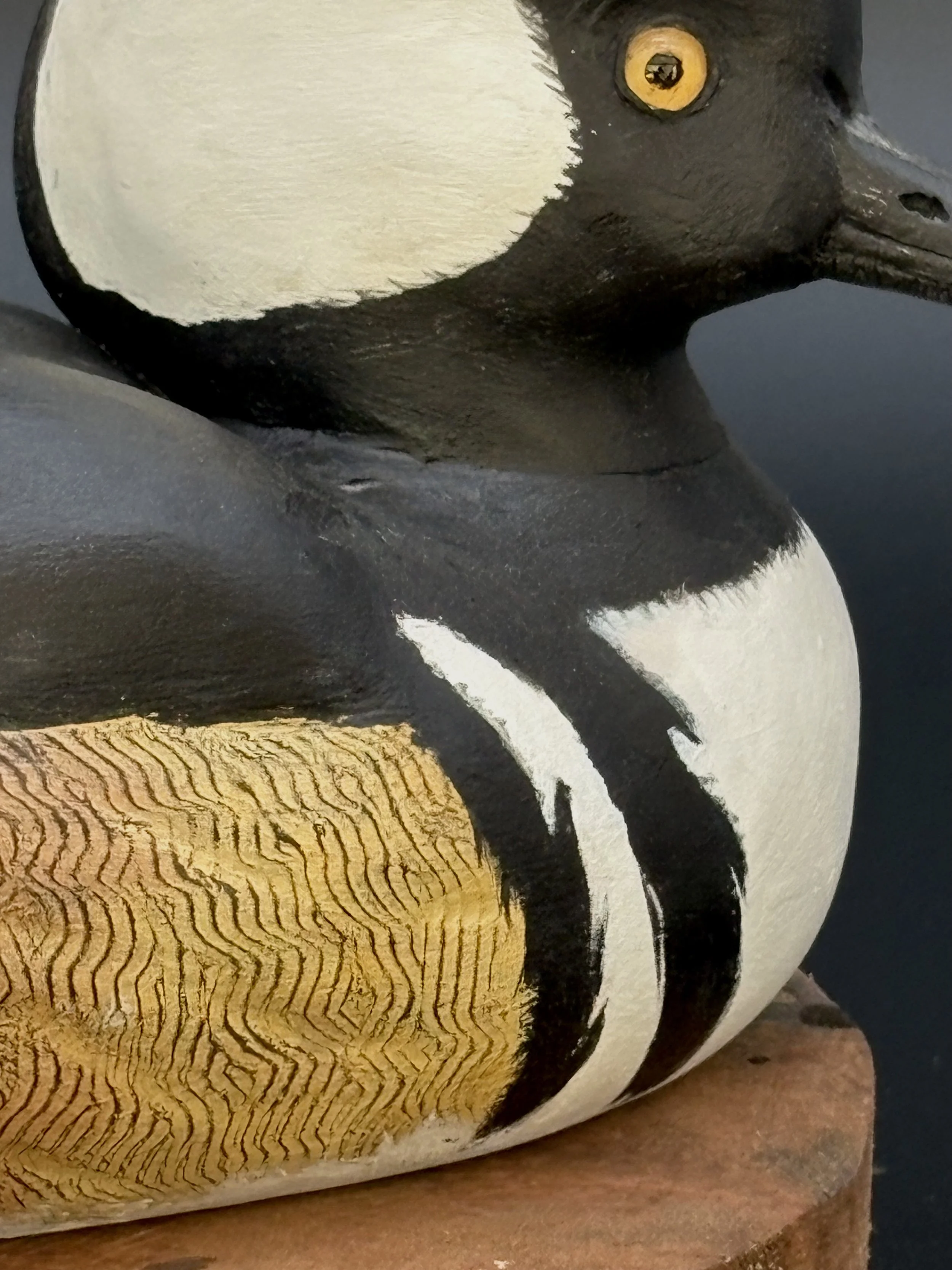 Don Hovie_Hooded Merganser_017_8.jpeg