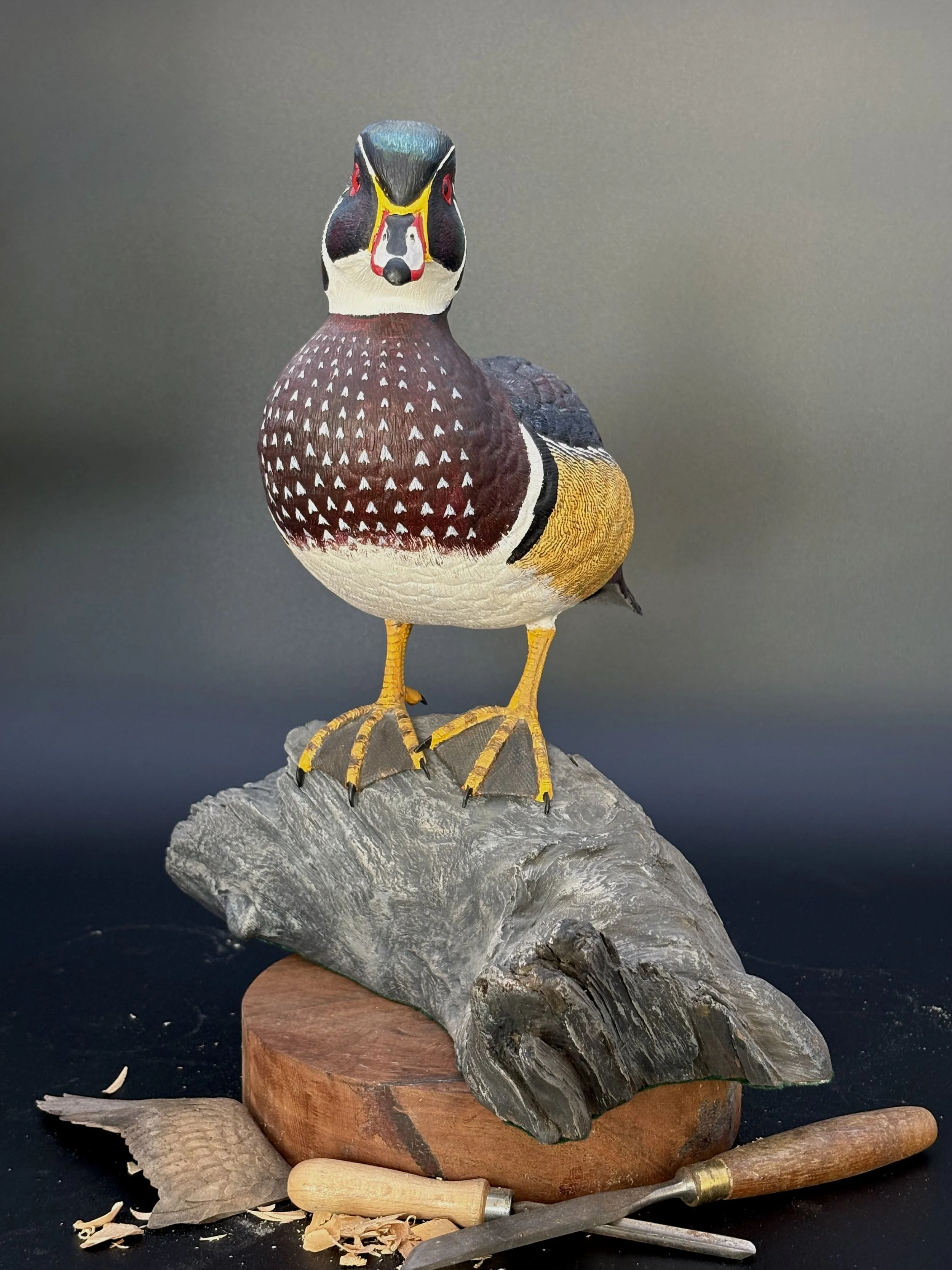 Don Hovie_Male Wood Duck on Log_022_6.jpeg