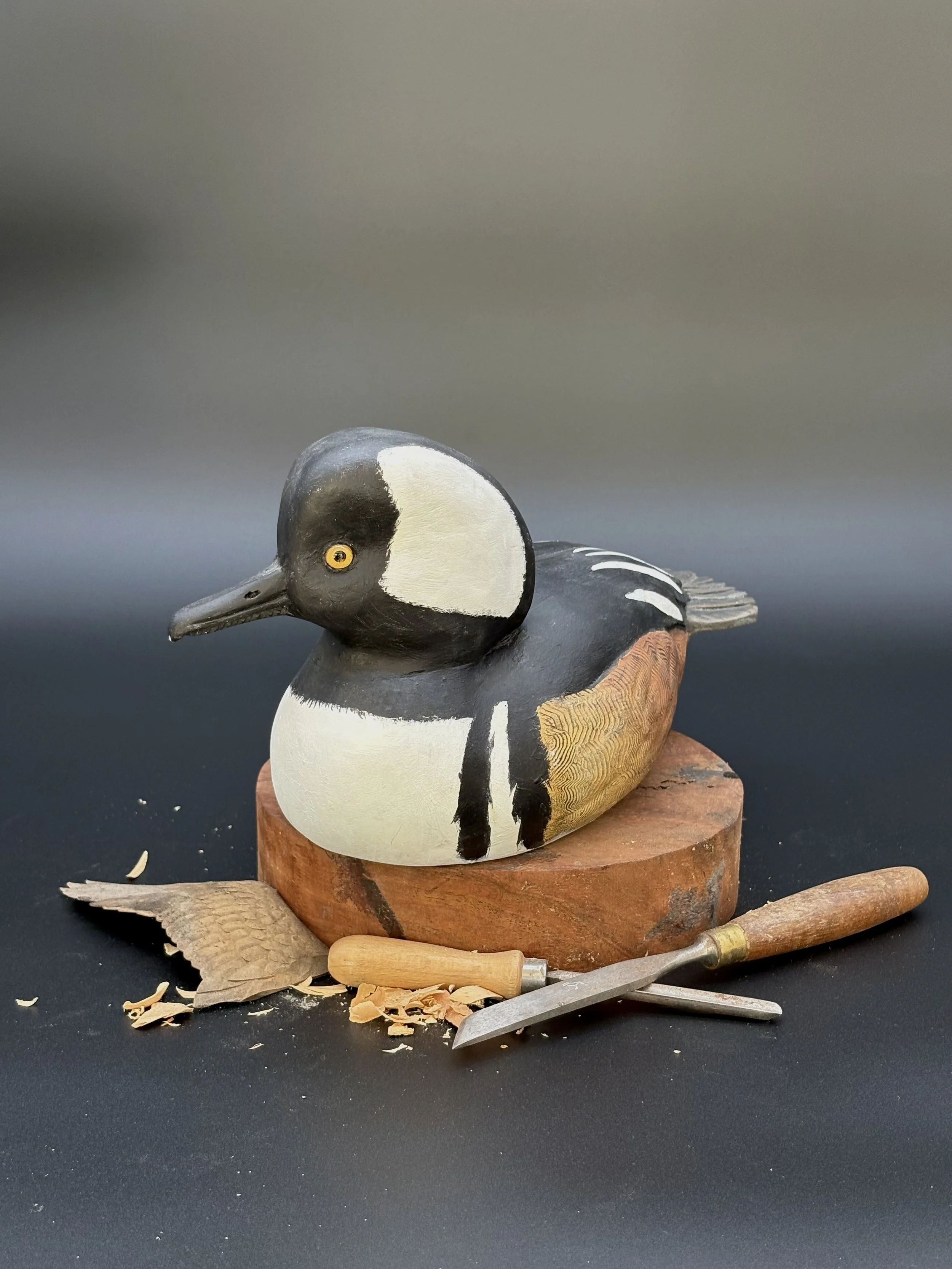 Don Hovie_Hooded Merganser_017_3.jpeg