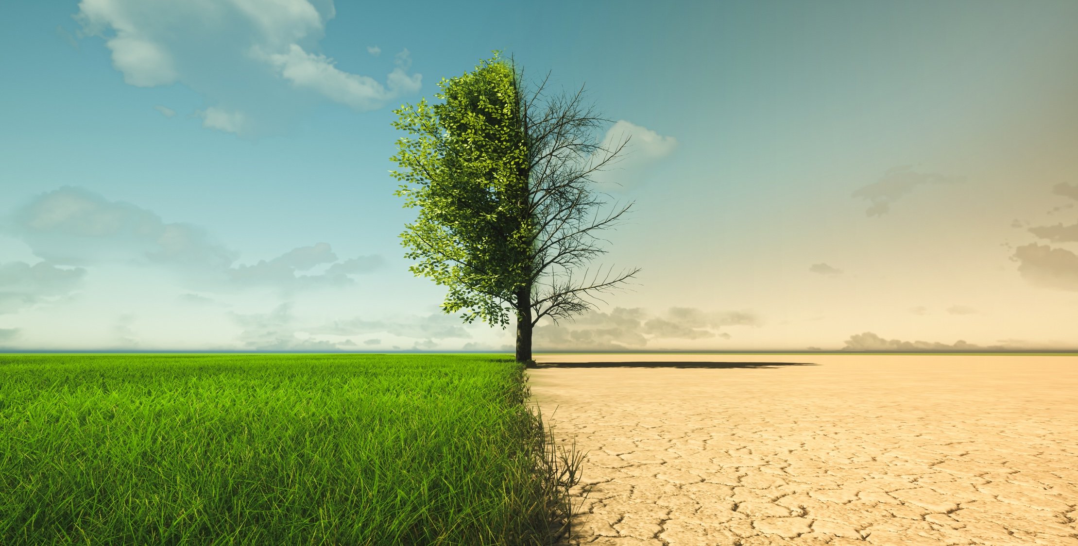 Image shows a tree divided into two halves: lush green on the left and barren with cracked soil on the right, under a partly cloudy sky.