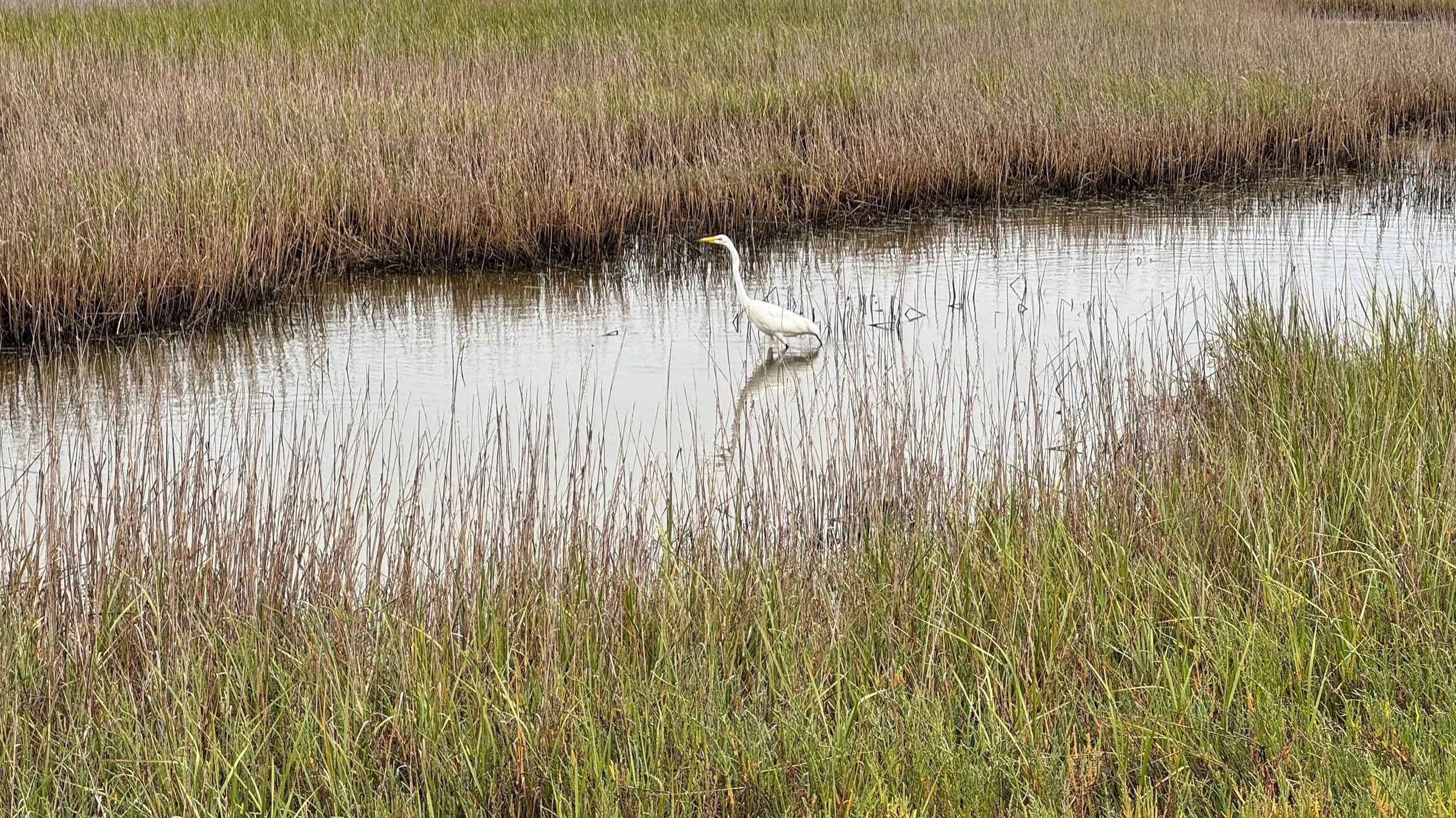 A white egret standing in shallow water amid tall grass and reeds in a marshland.