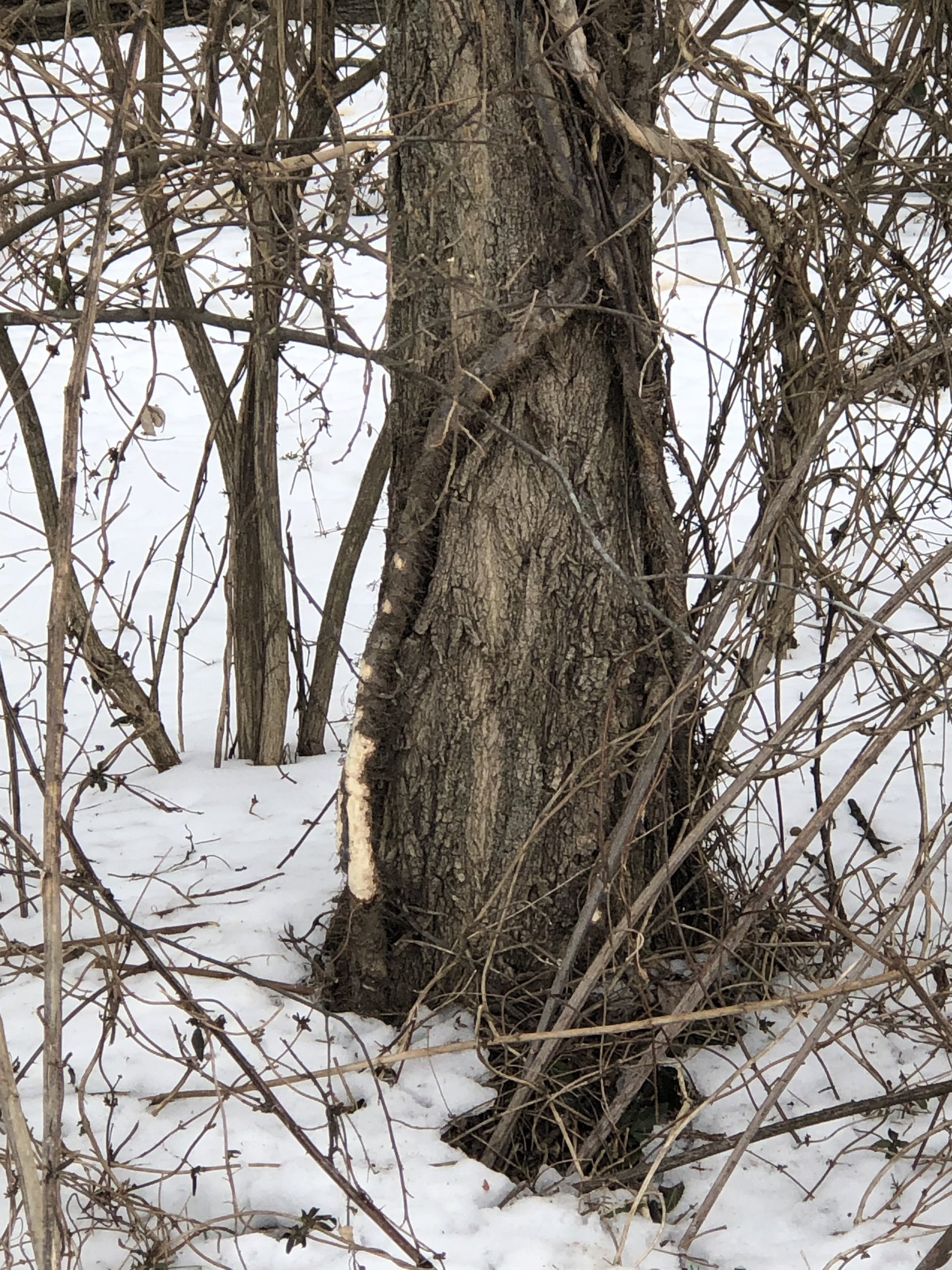 Pre-Winter Solstice Nature Walk / December 20th, 2026