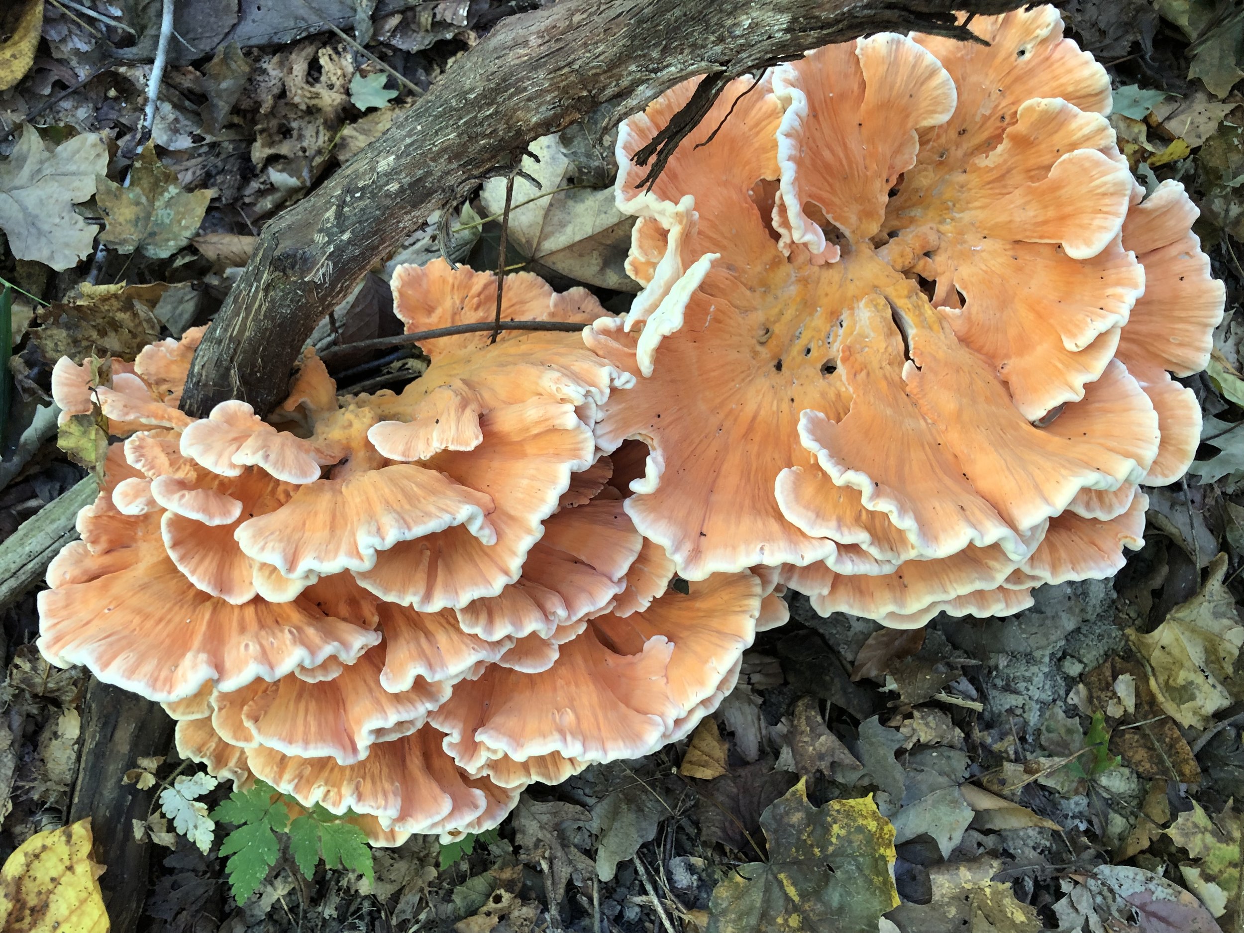 Pre-Autumnal Equinox Foraging / September 20th, 2026