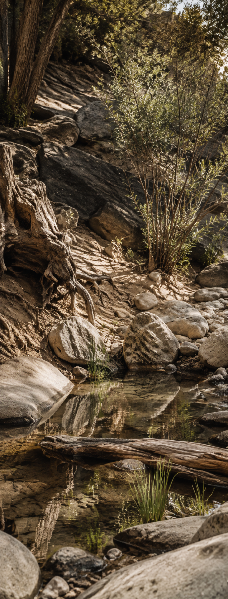 A quiet woodland pool surrounded by weathered stone, exposed roots, soft earth, and restrained greenery, where warm daylight and natural shadows bring varied elements into one calm landscape.