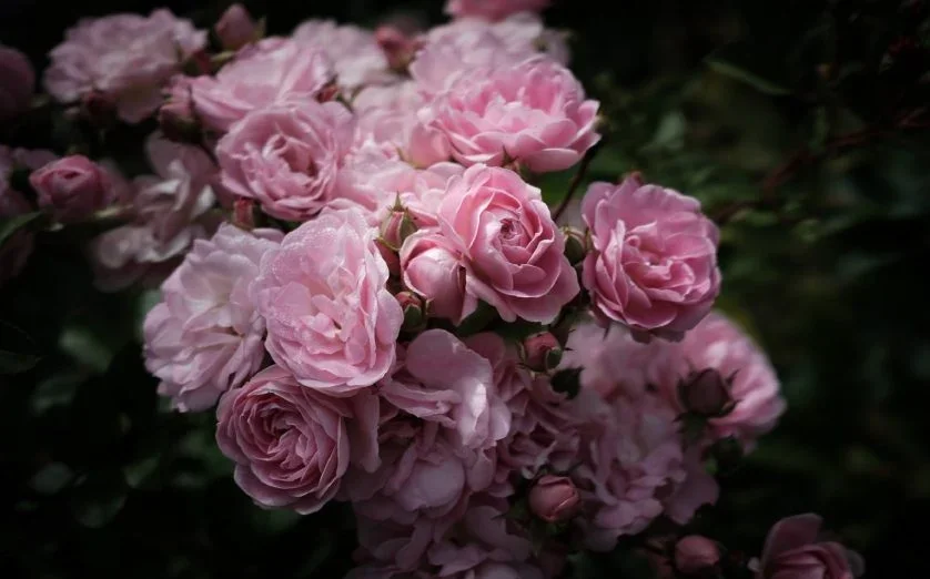 Camellia Society Open Day