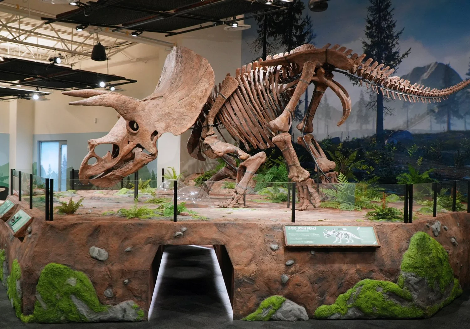 A full Triceratops fossil skeleton named Big John is displayed in a naturalistic diorama platform with ferns, rocks, a cool-toned prehistoric forest backdrop, and graphic displays. The raised platform includes a crawl space for guests to go nose-to-n