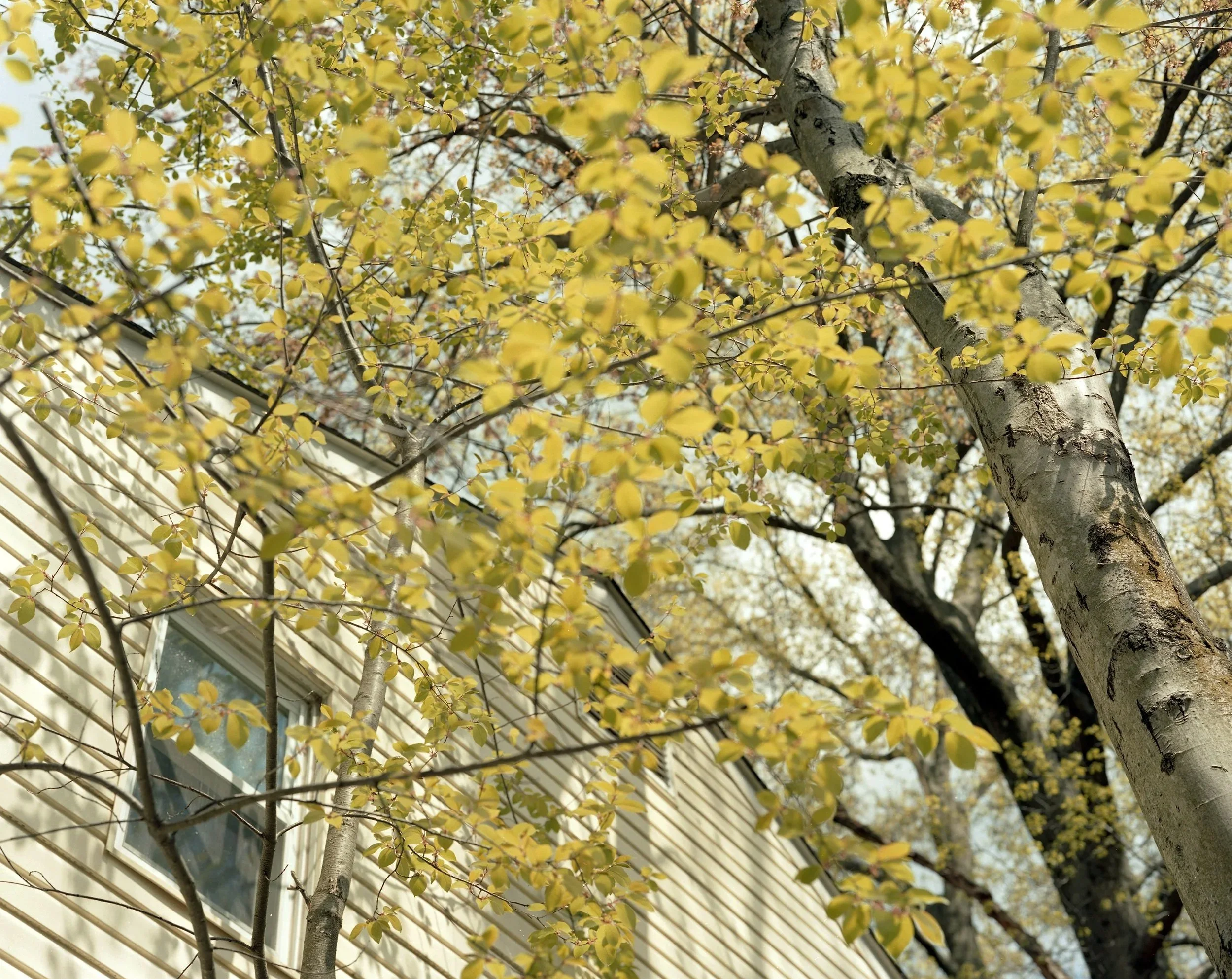 yellowleafed+tree.jpg