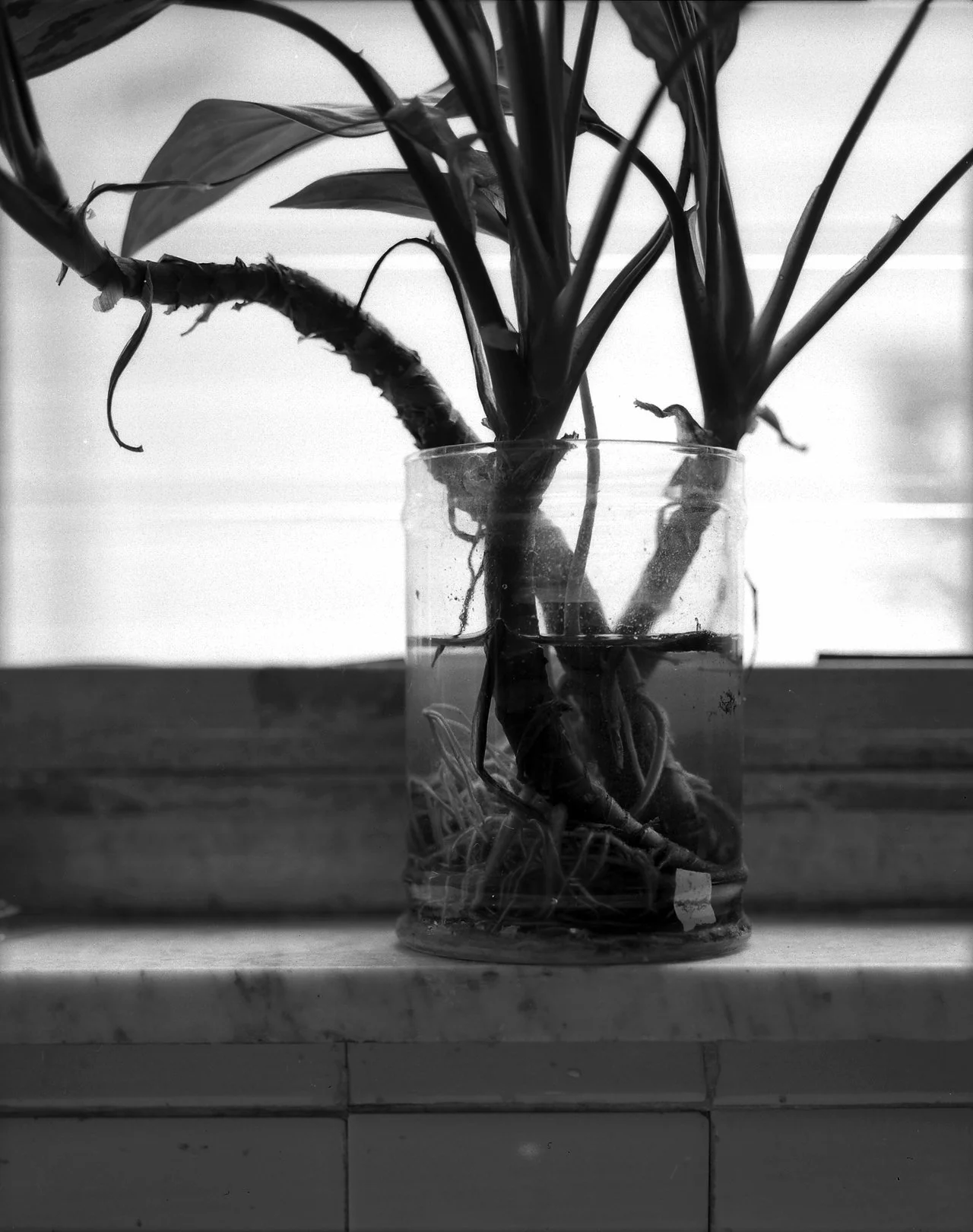 (roots).jpg