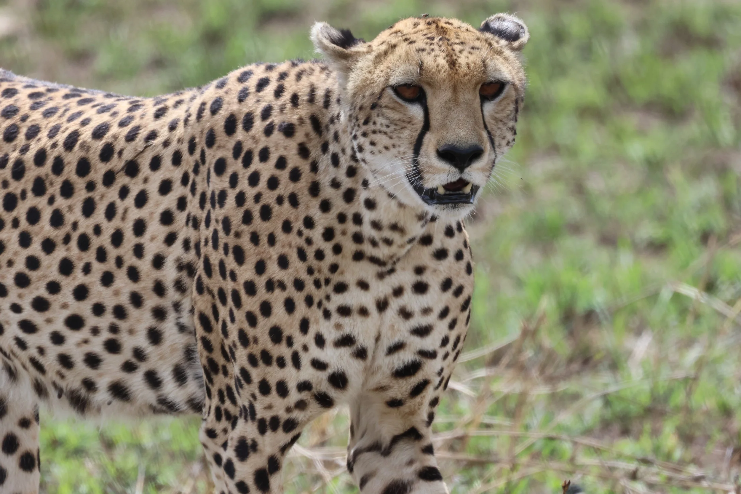 Close-up of a cheetah with spotted coat, facing the camera, outdoors with blurred green foliage background.