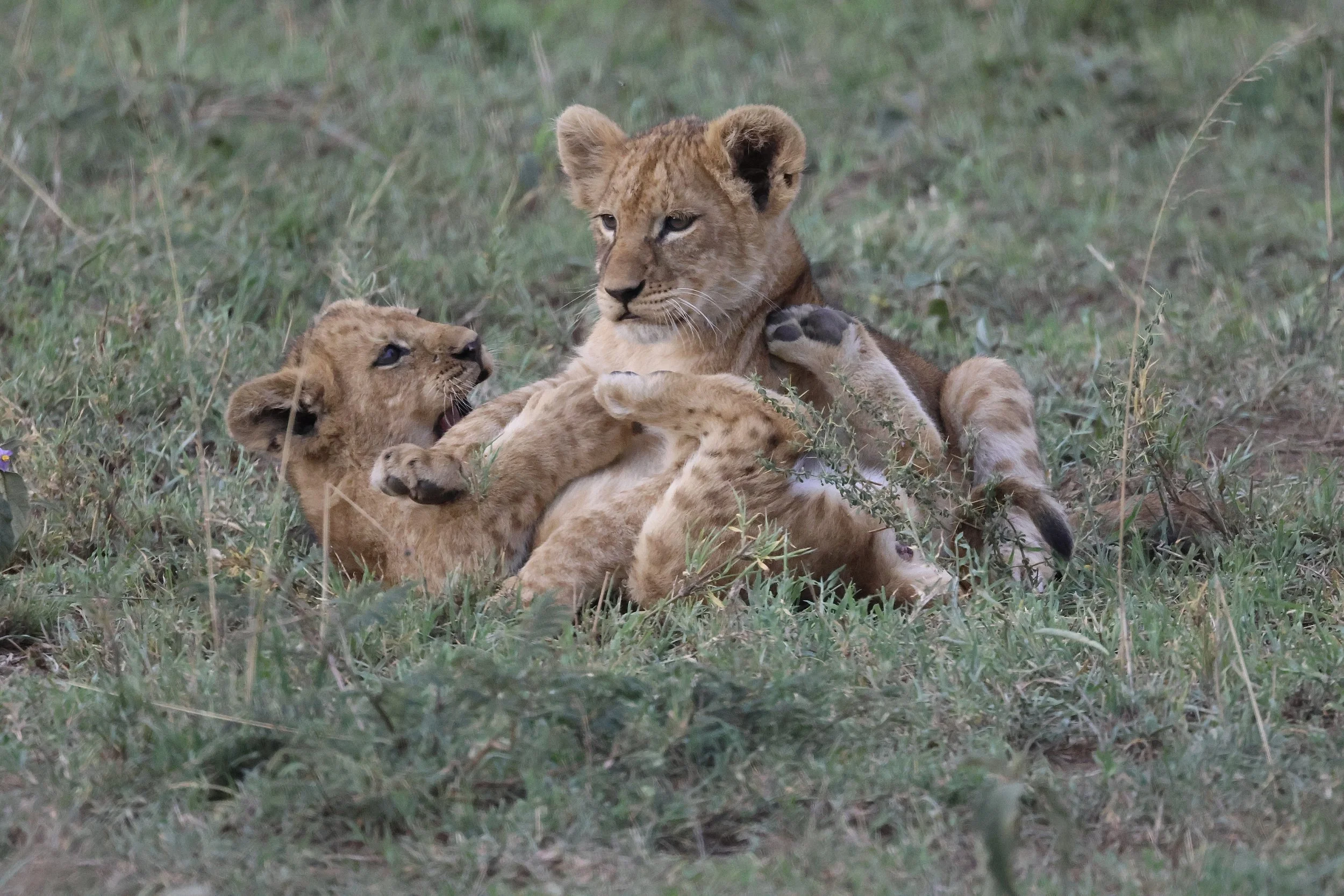 Two lion cubs play-fighting on grass in a natural habitat.