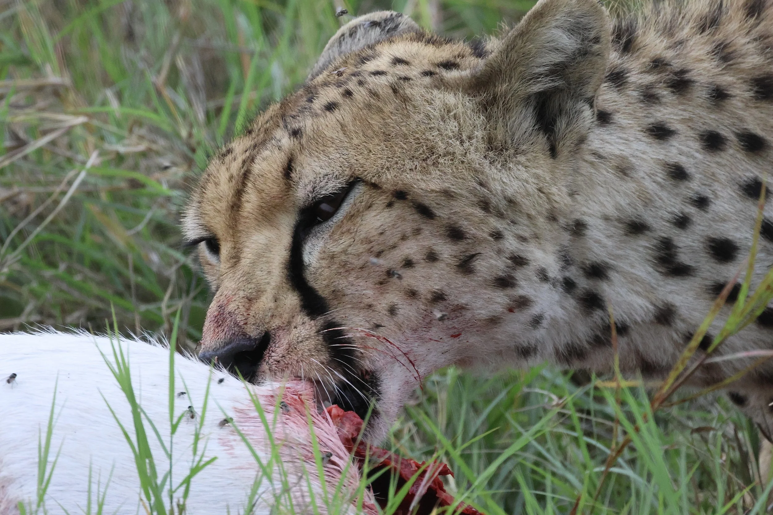 A cheetah feeding on prey in tall grass.