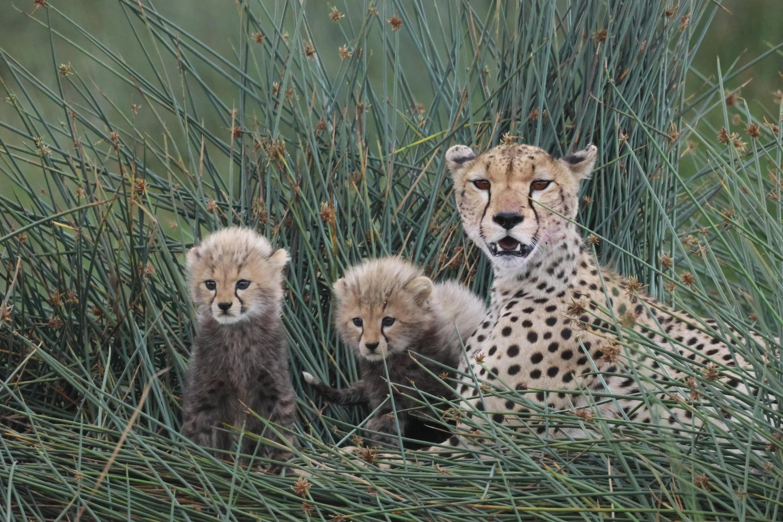 A cheetah with three cheetah cubs hiding among tall green grass.