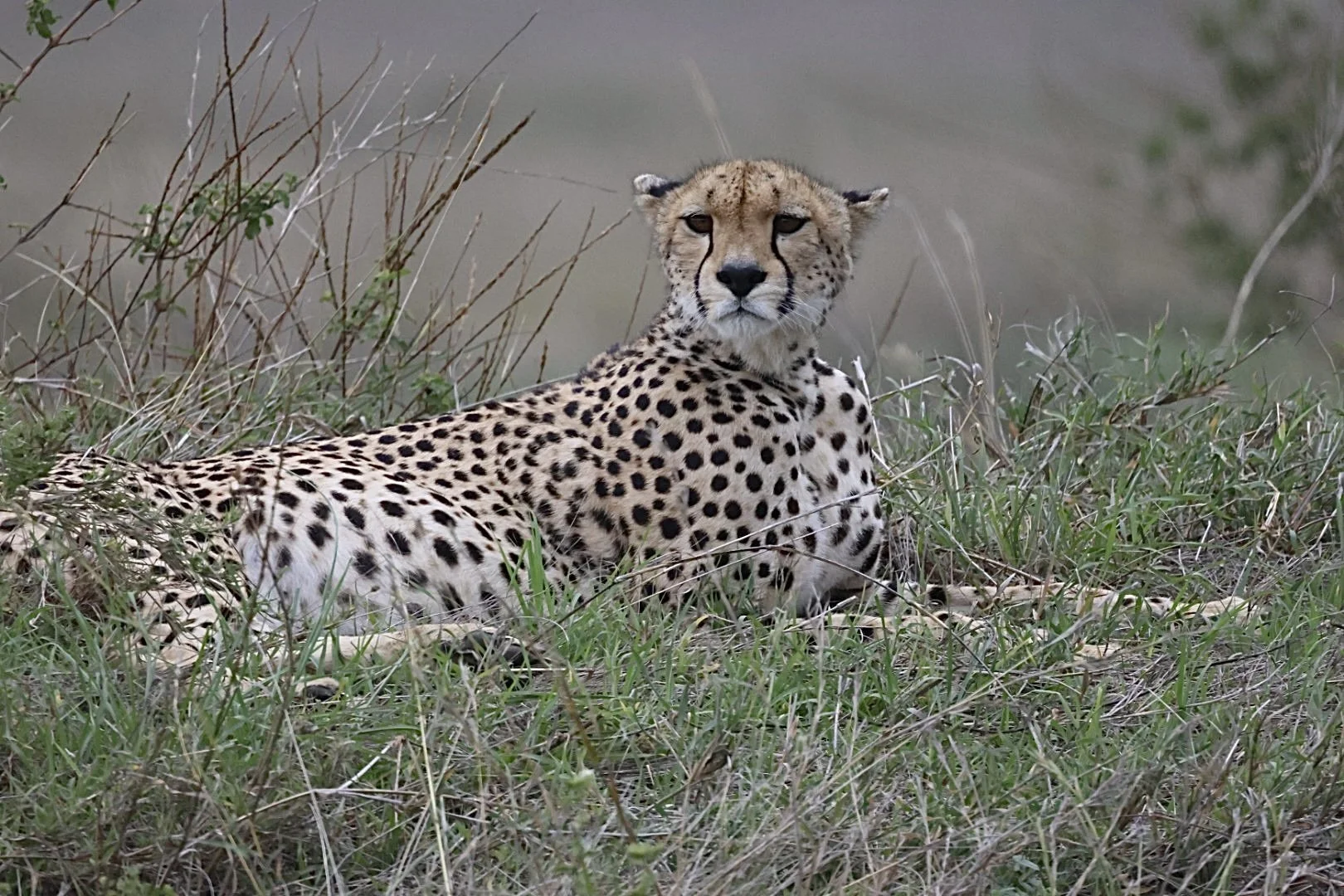 A cheetah lying in grass, looking to the camera with a blurred natural background.