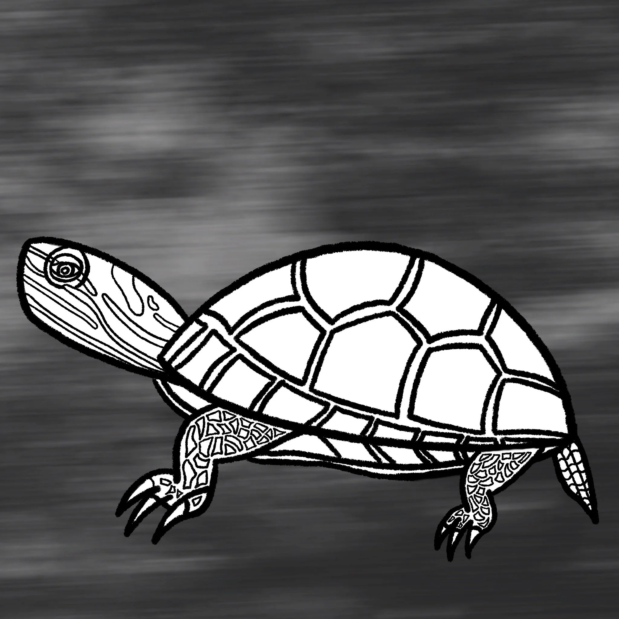 Digital drawing of an uncolored turtle against a blurry dark backgound 