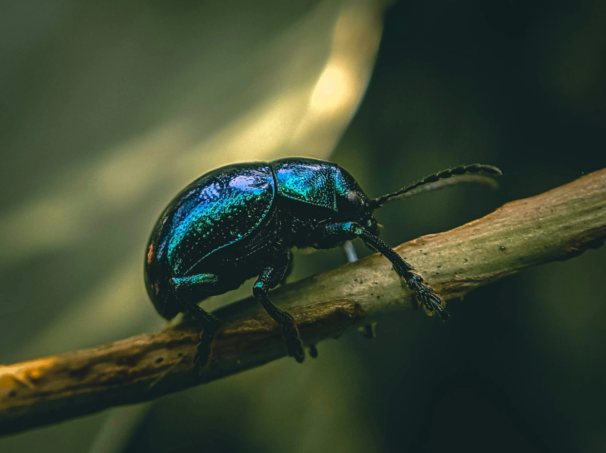 A close up shot of a beetle on a plant stem with a green background.