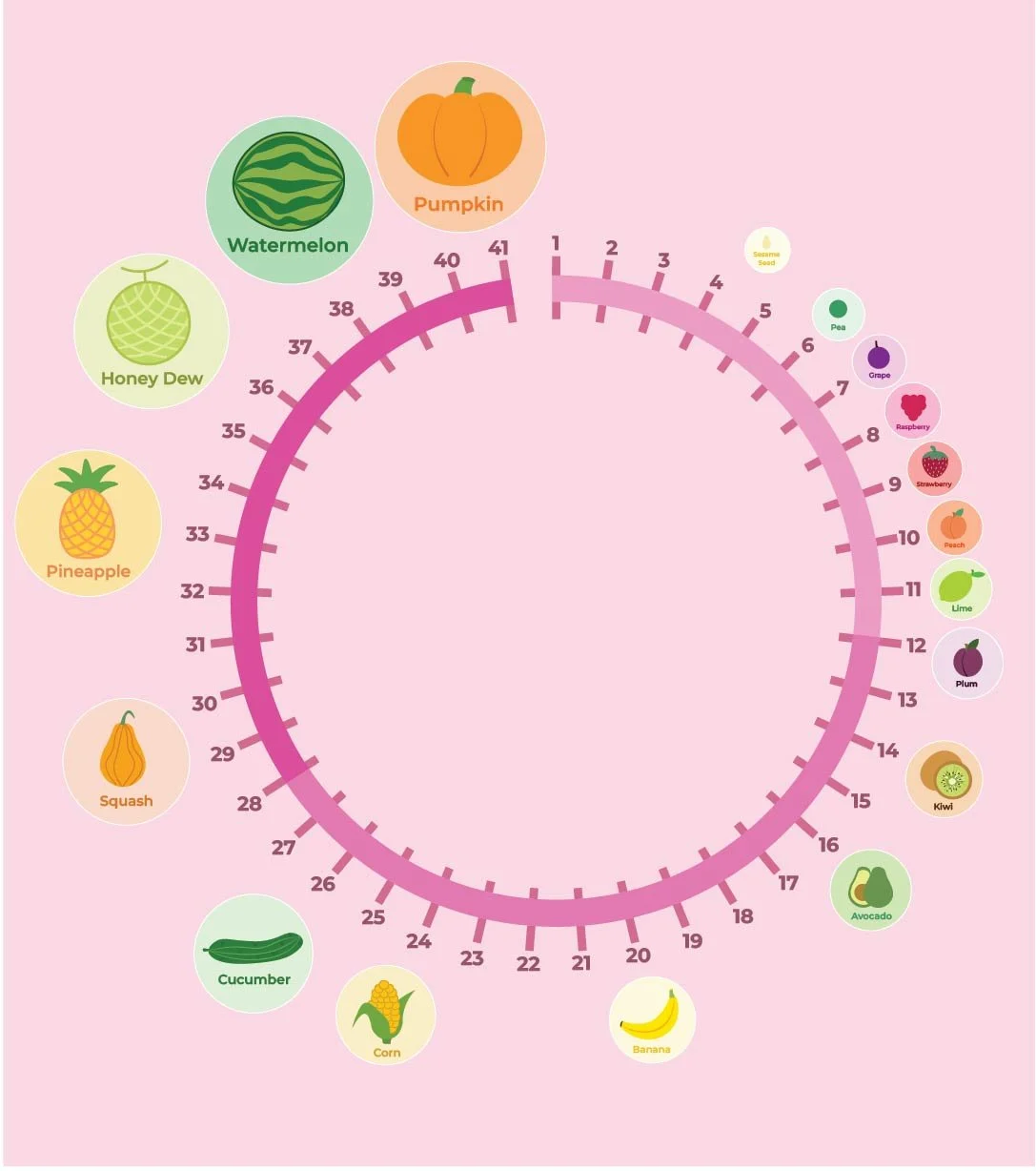 The wheel showcasing the weeks of pregnancy with the associated fruit sizes.
