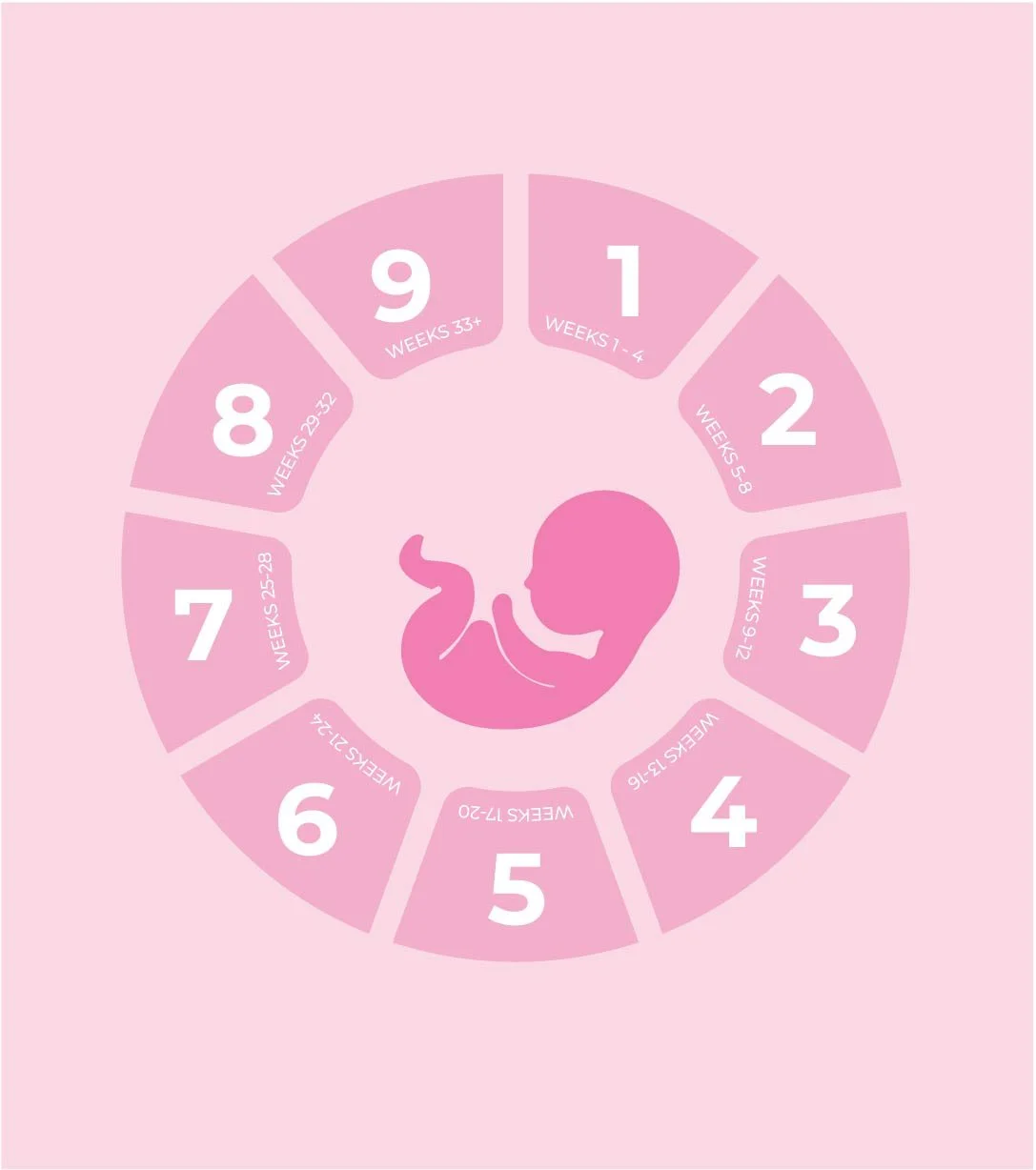 The wheel showing the months and associated weeks with a baby image in the middle.