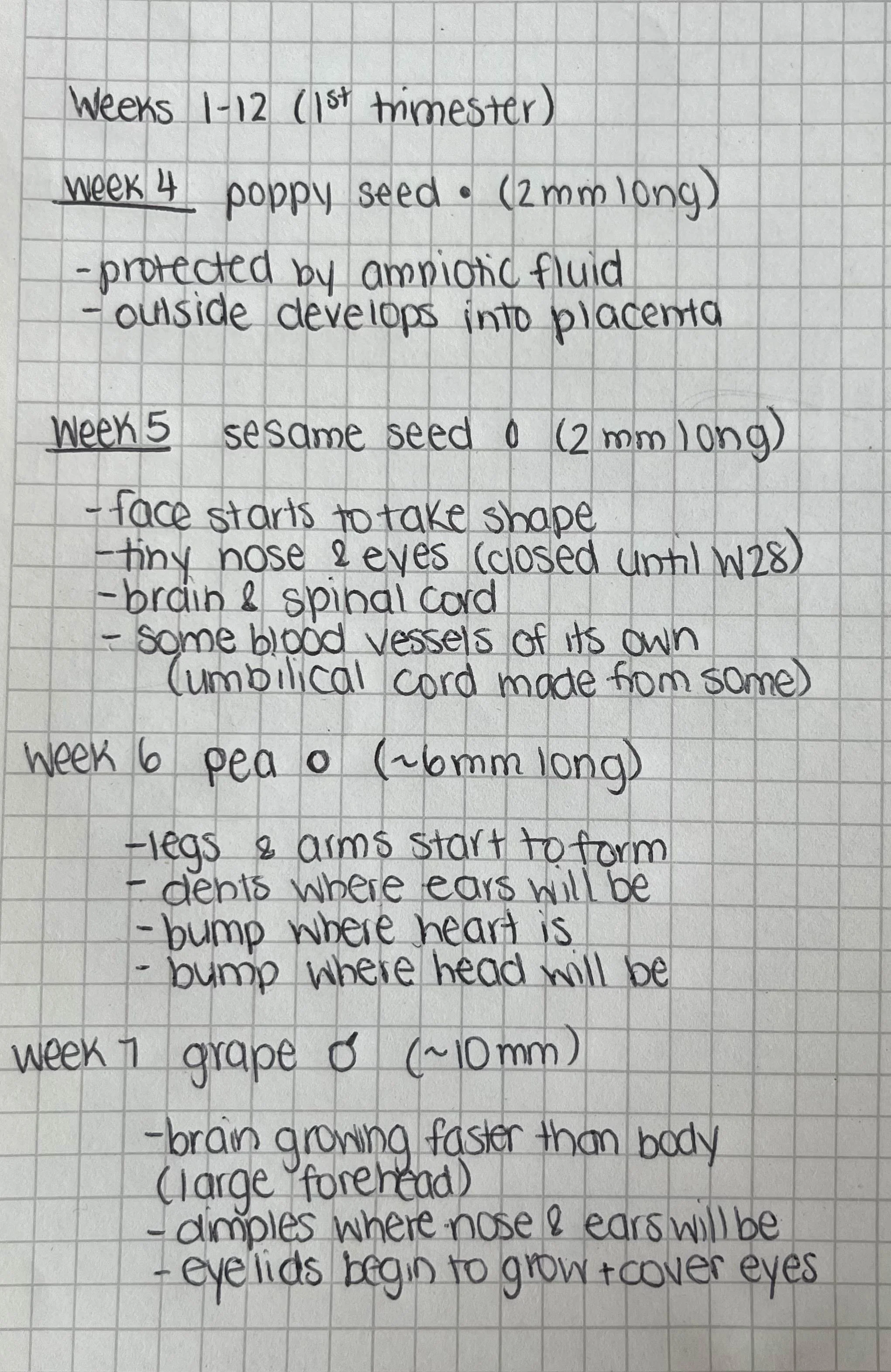 Hand written notes about the fetus from week 4 to week 7.