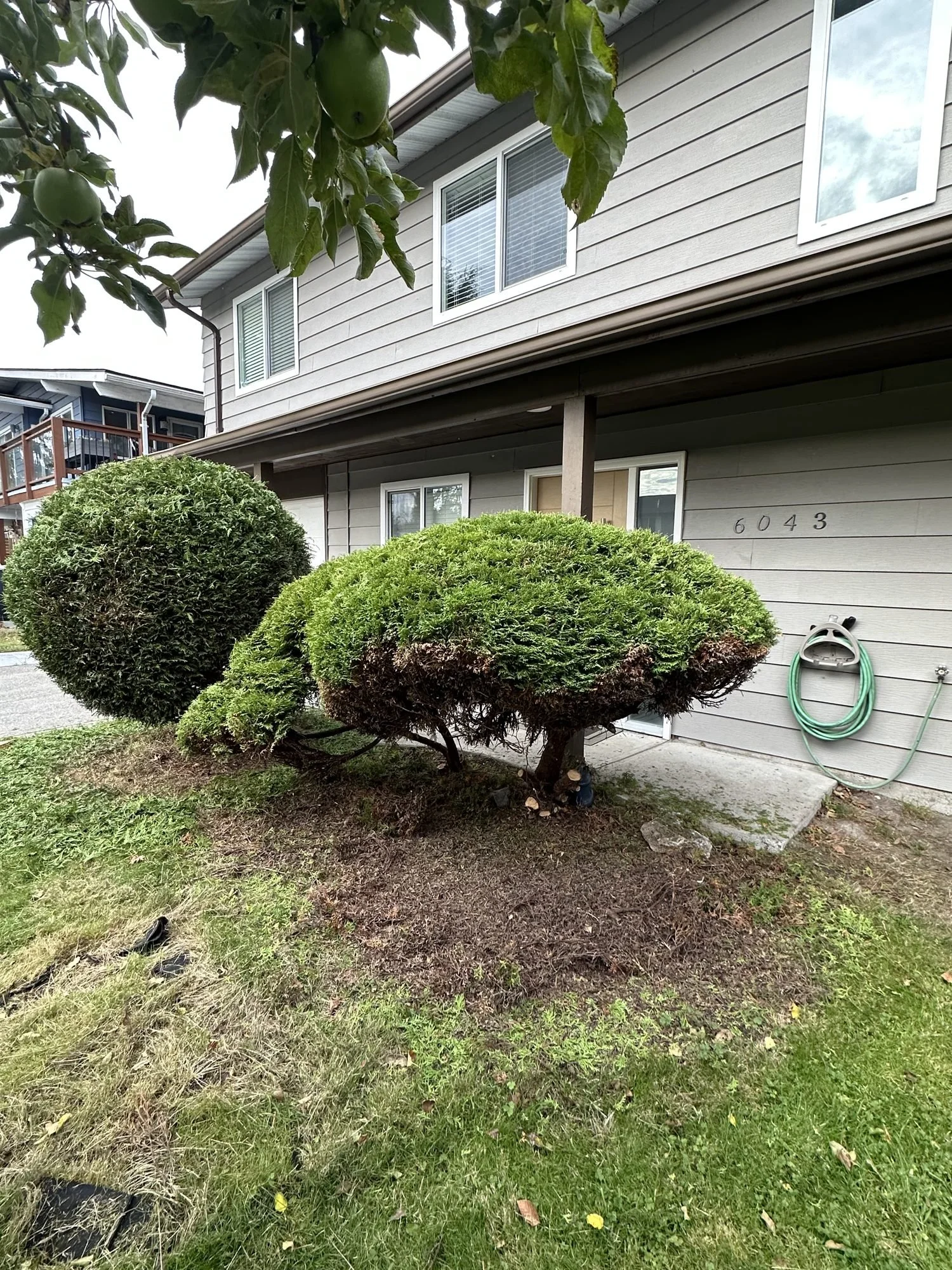 brb-12-shrub-pruning.jpg