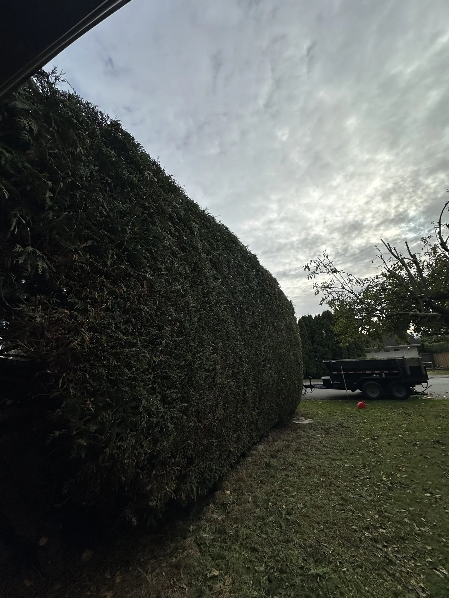 brb-11-cedar-hedge-trimming.jpg
