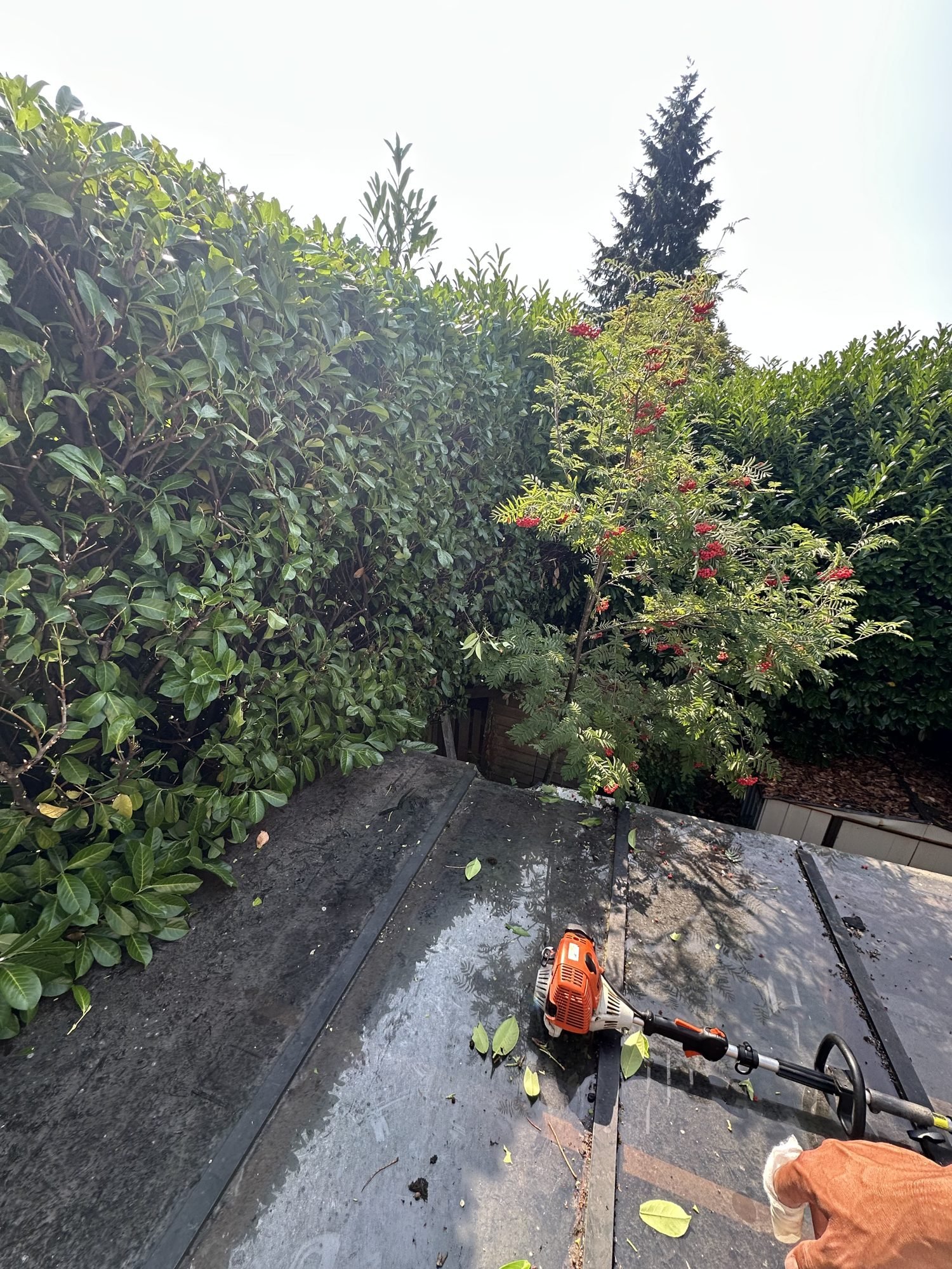 brb-04-hedge-trimming.jpg