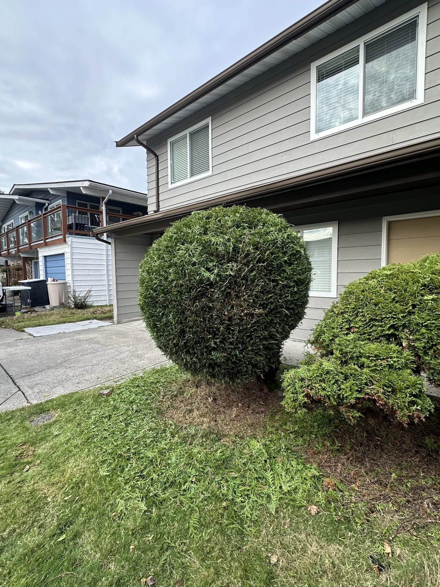 brb-13-shrub-shaping.jpg