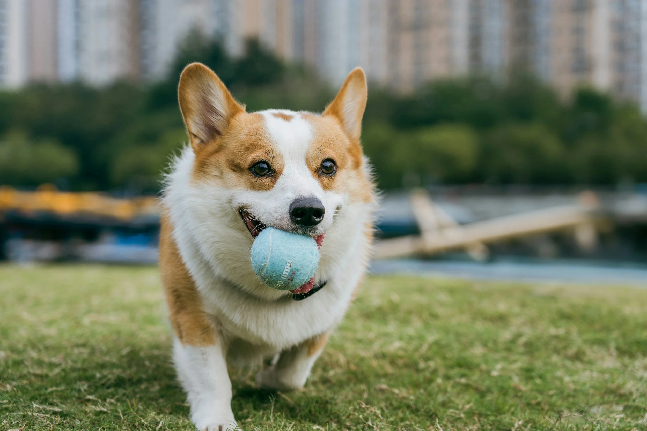 Dog
