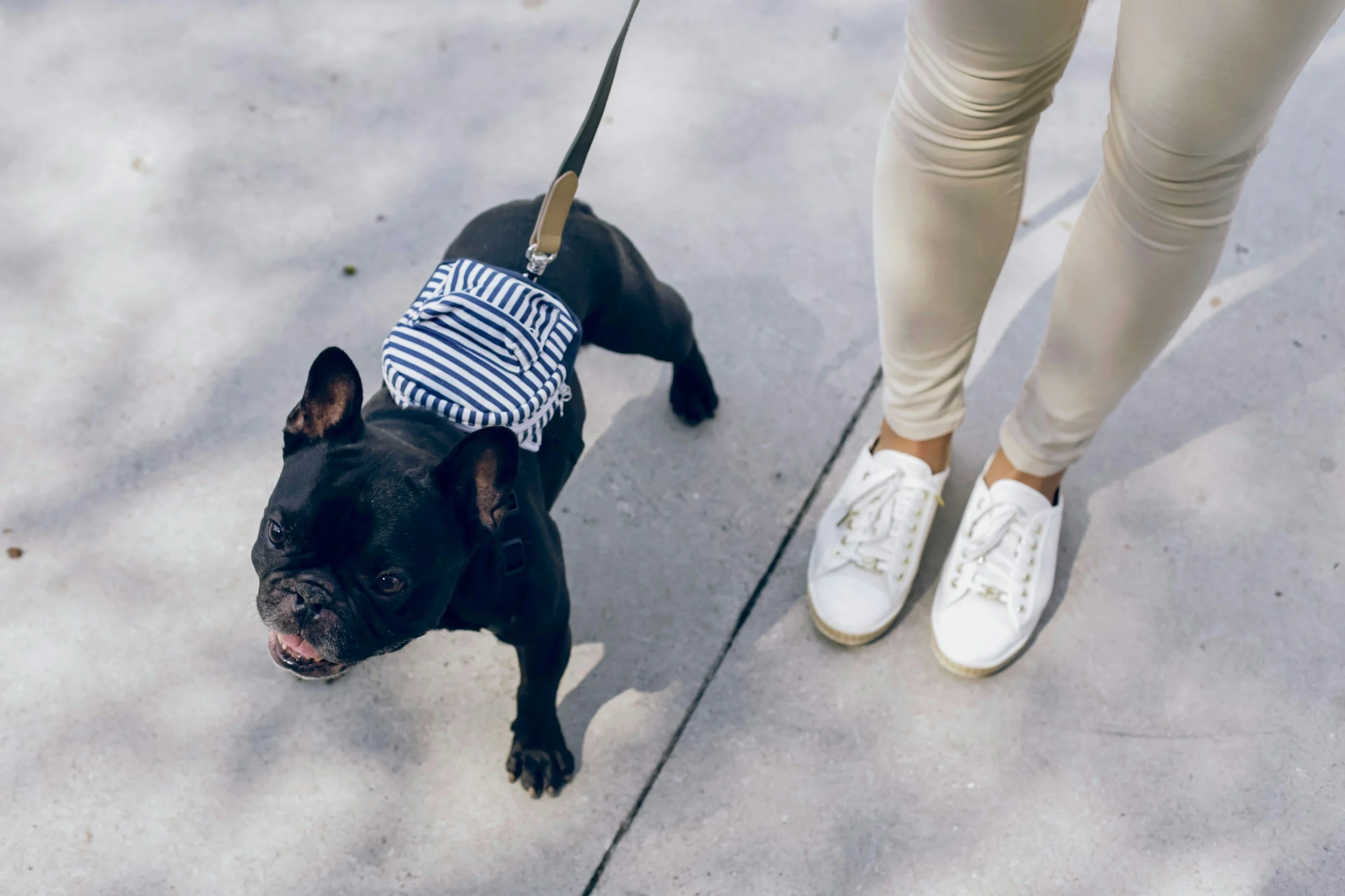 Dog walk