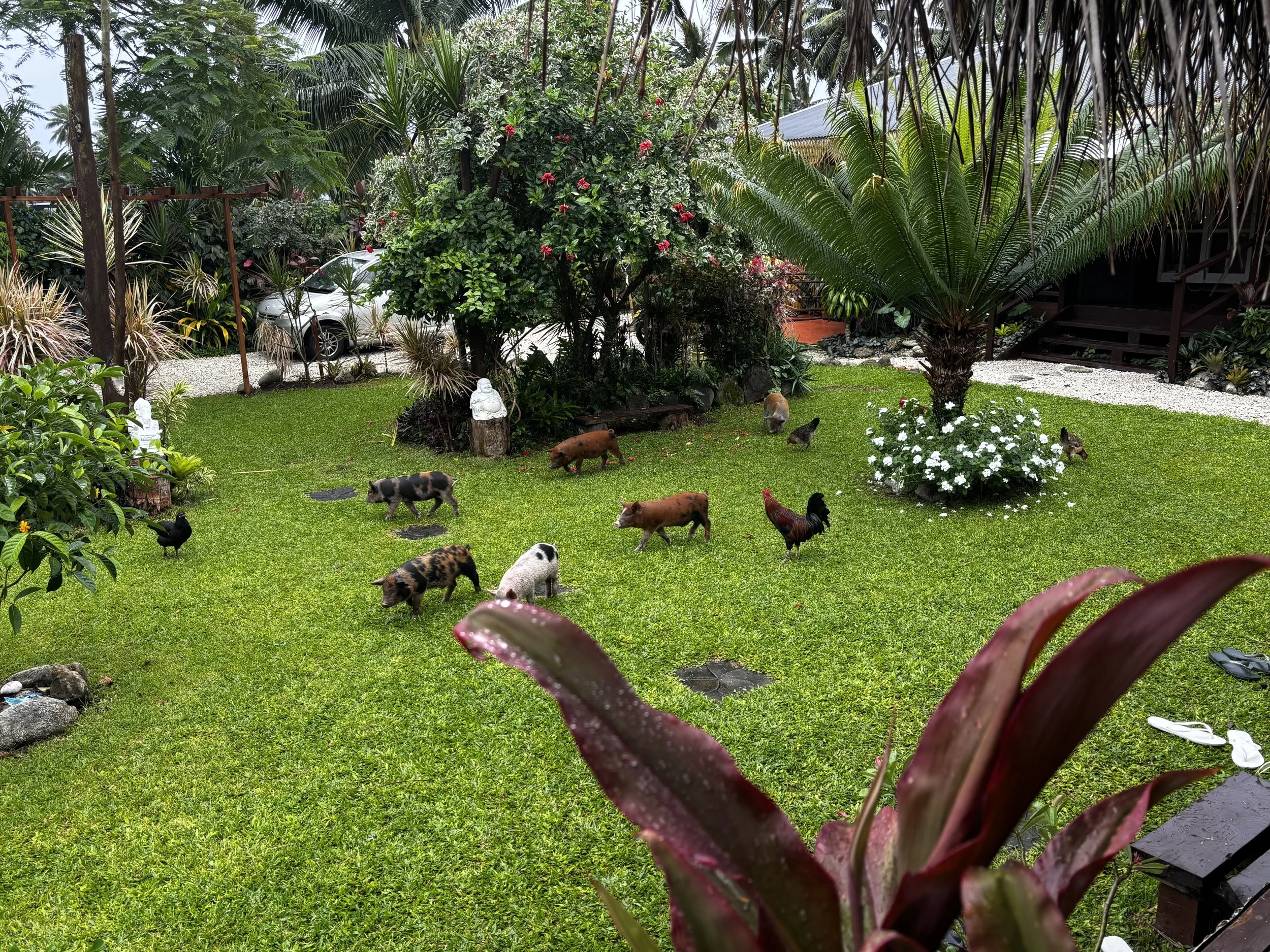 A lush garden with various green plants, trees, and flowering bushes. There are pigs and chickens wandering on the grass. A white car is parked among the foliage, and there are decorative statues of Buddha placed on tree stumps. A staircase leading t