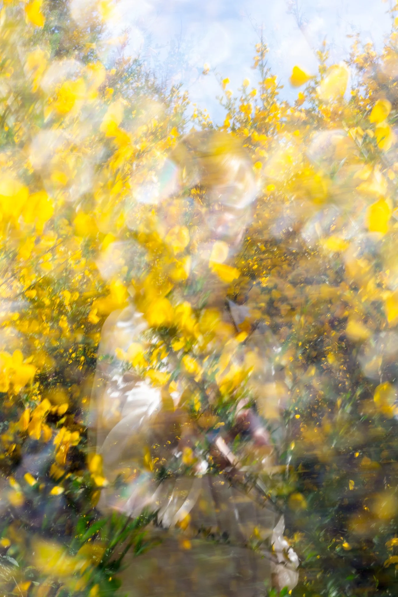 Abstract blurred photograph of yellow flowers with some white, green, and blue hues.
